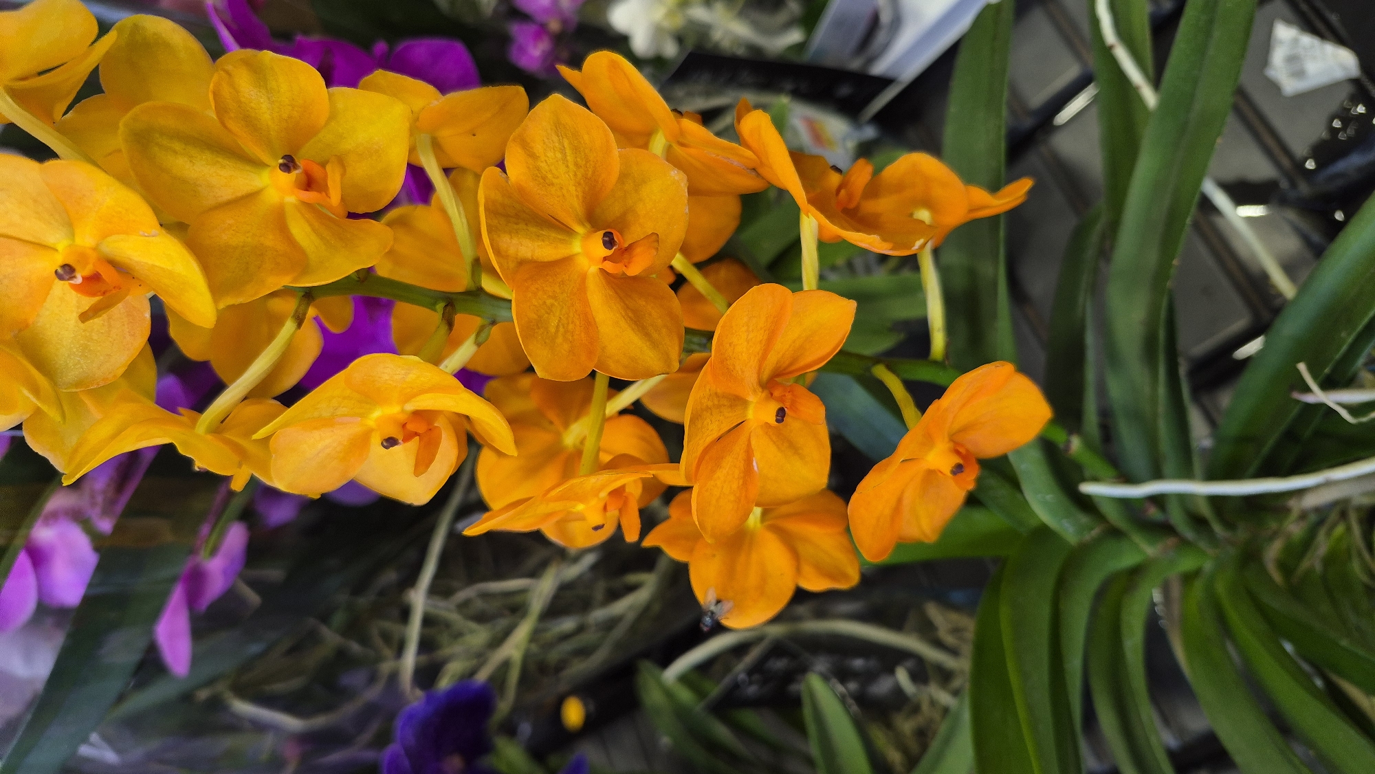 This image shows a close-up view of a cluster of vibrant orange orchids. The flowers are in various stages of bloom, with some fully open and others still budded. The petals are delicate and have a slightly ruffled texture. The center of each orchid features a contrasting darker orange or brown stamen. The orchids are attached to a green stem, and some of their long, green leaves are visible at the bottom of the frame. In the background, out-of-focus elements of other orchids in shades of purple and pink can be seen, along with some drier, brown plant material. The overall impression is of a lush and exotic floral display. There is no information in the image to indicate its location in Daugavpils, Latvia.