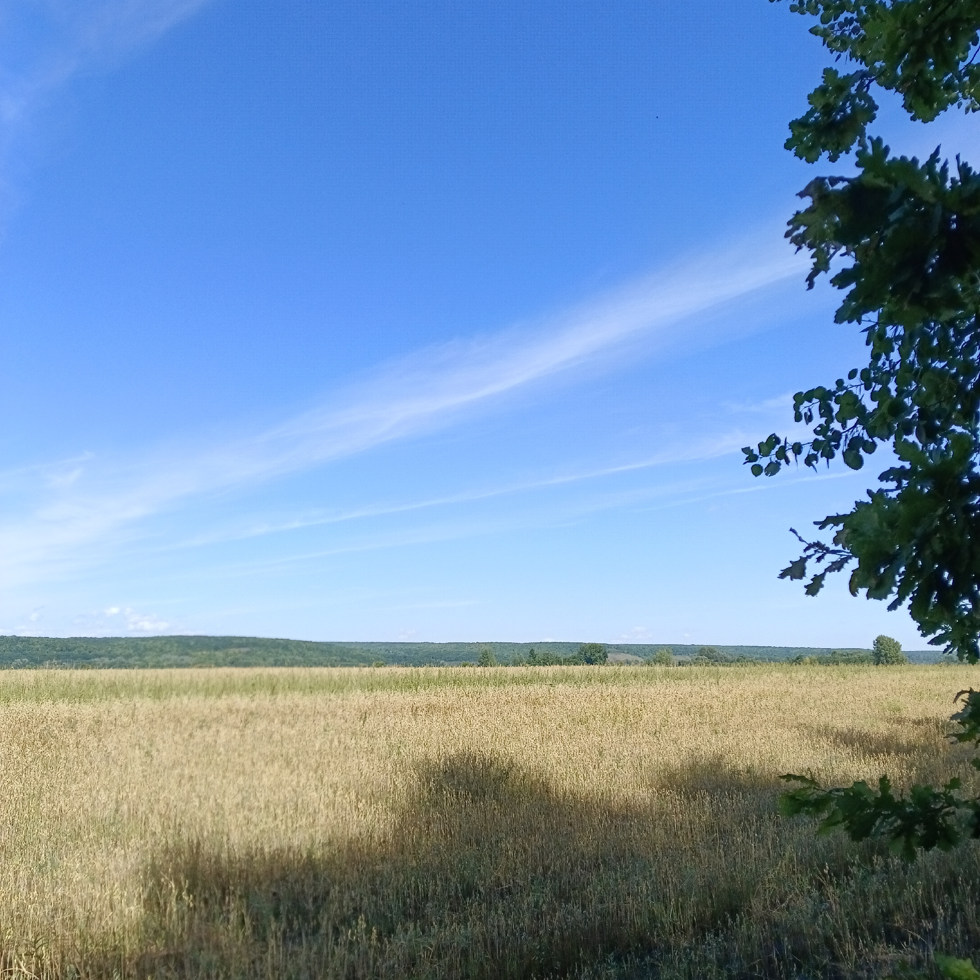 The image depicts a vast, golden field of grain under a clear blue sky with wispy white clouds. In the foreground on the right, a portion of a leafy green tree branch extends into the frame. The horizon is marked by a dense line of green trees and rolling hills. The overall scene is one of natural landscape and agriculture.