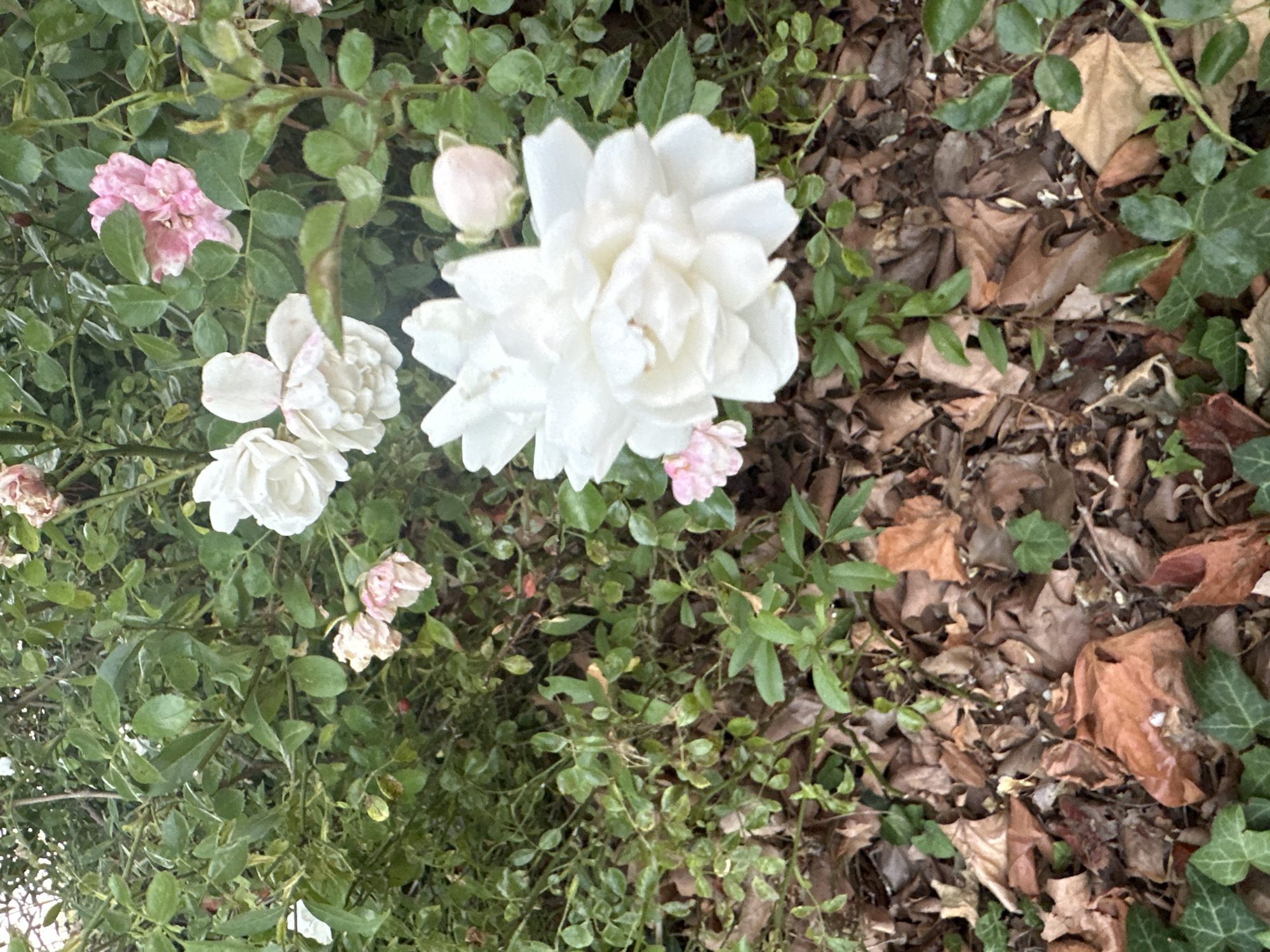 The image shows a close-up view of a rose bush with several white and pink roses in bloom, amidst green foliage and fallen brown leaves on the ground. The flowers are in various stages of opening, with some fully bloomed and others still in bud. The overall scene is natural and appears to be in an outdoor setting, likely a garden or park. There are no people or animals visible in the image. The lighting suggests it may be daytime, possibly late afternoon or early morning, given the soft light. There is no specific information in the image to determine its location in Krefeld, Germany.
