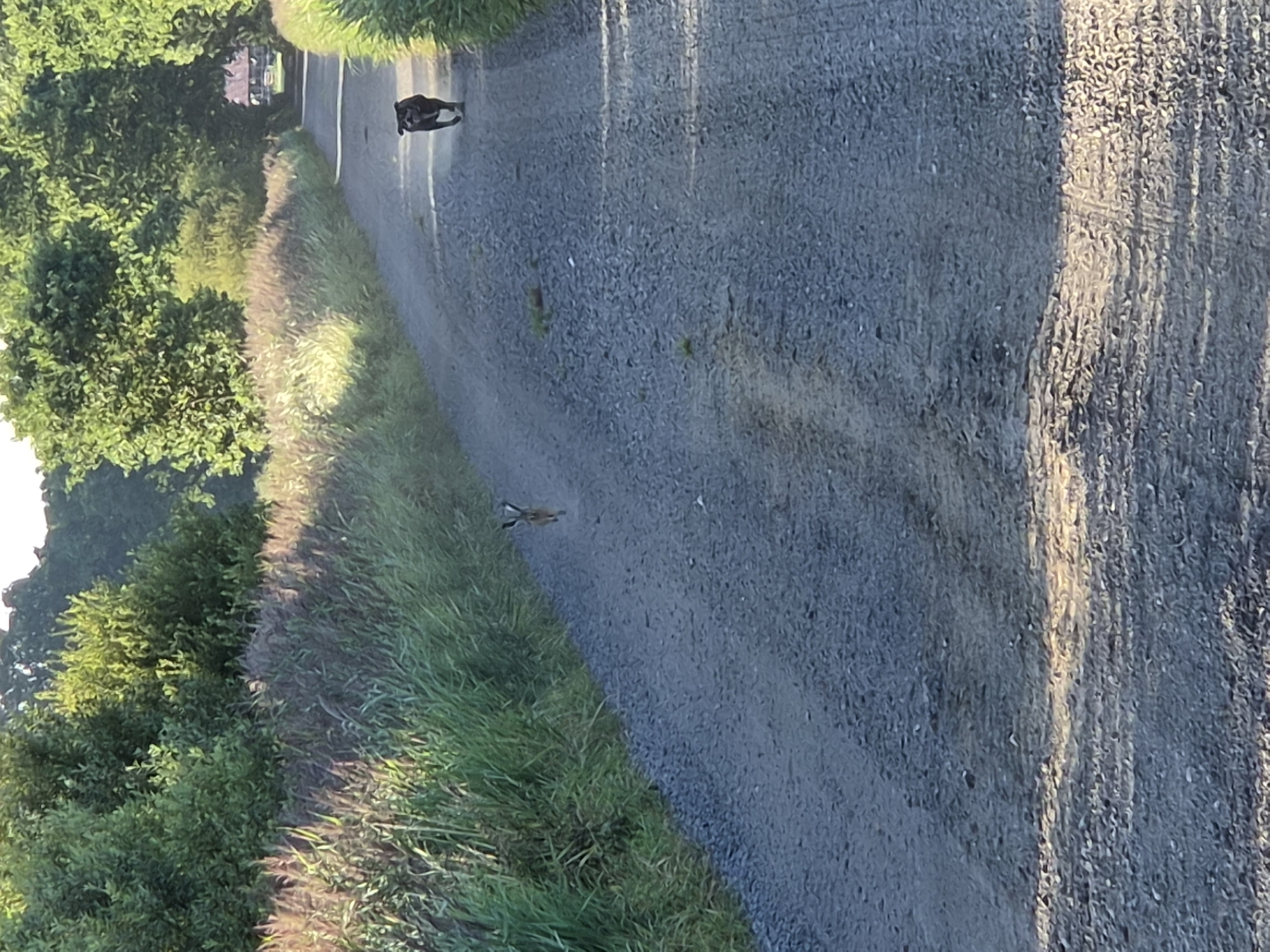 A dark-colored dog is running on a gravel road. To the left of the dog, a hare is also running on the road. The road is bordered by tall green grass and trees. In the distance, there is a building with a red roof. The image appears to be taken in Schiffdorf, Germany.