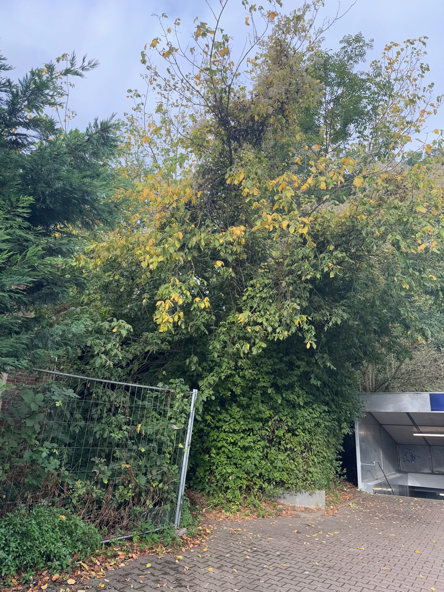 This image depicts an outdoor scene in the city of Rees, Germany. In the foreground, a paved walkway made of brick-like stones is visible, with fallen leaves scattered across it. To the left, a metal security fence encloses an area with dense green foliage and some dry, brown vegetation. Beyond the fence, a tall evergreen tree with dark green needles stands next to a larger tree with green and yellowing leaves, suggesting it might be autumn. To the right, an entrance to an underground area or building is visible, with a metal overhang and some graffiti on the wall. The entrance is surrounded by greenery, and the sky above is overcast. The overall impression is a slightly neglected urban or suburban area with natural elements.