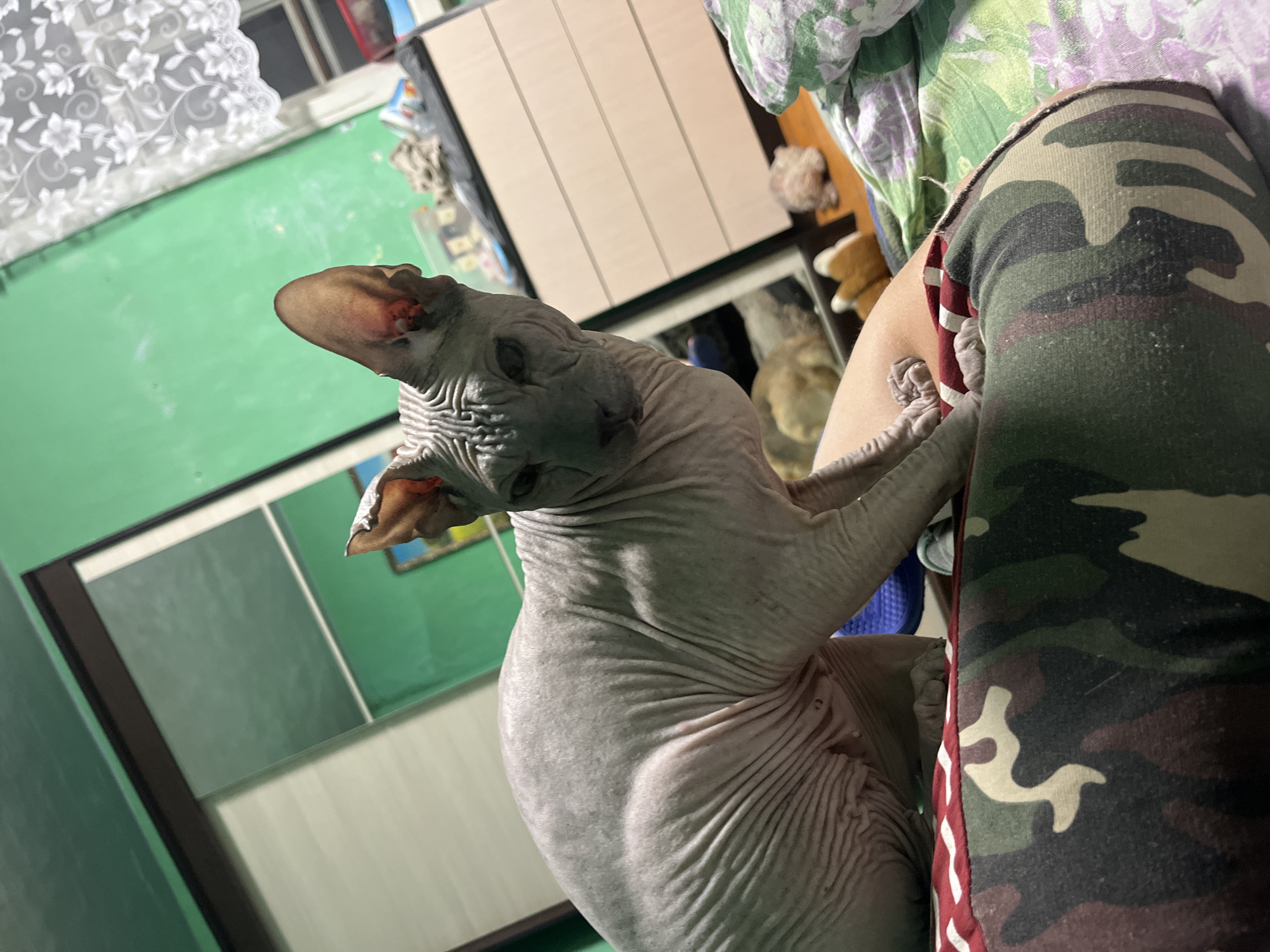 A hairless cat is sitting on a camouflage patterned pillow. The cat is gray and has large ears. It is looking at the camera. The background is a bedroom with green walls and a wardrobe. There is a window with a white lace curtain. The lighting is dim.