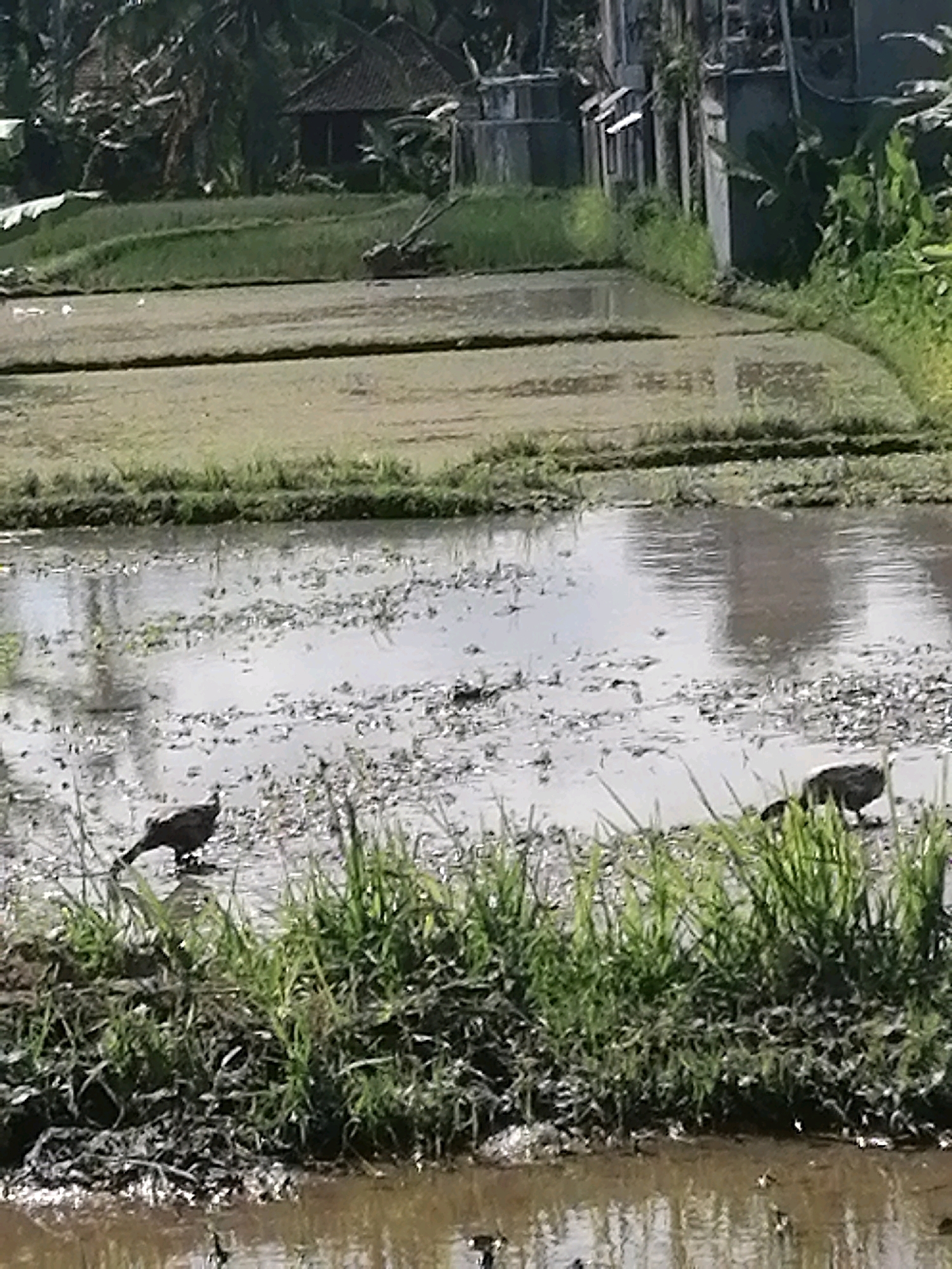 The image depicts a flooded rice paddy field in Ubud District, Indonesia. In the foreground, two dark-colored birds are visible near the grassy edge of the water. One bird is standing, while the other is foraging in the shallow water. The rice paddy is partially flooded, with patches of dry earth and vegetation interspersed with water. In the background, there are buildings and lush green vegetation, characteristic of the rural landscape of Ubud. The overall scene suggests a tranquil, natural environment.