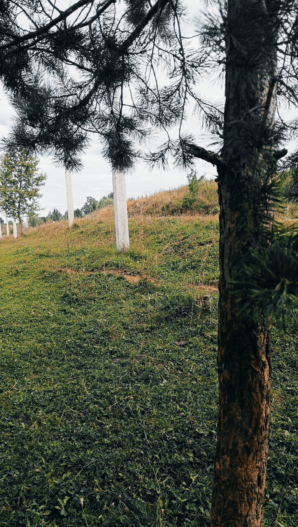 A vertical, medium shot captures a grassy field with several white posts or pillars lining a slight incline. The foreground is dominated by the trunk of a dark-barked tree, its branches extending across the top of the frame, obscuring the sky. The grass is a vibrant green in the foreground, transitioning to drier, brown vegetation further up the hill. Beyond the posts, a line of trees forms the horizon. The sky is overcast and a light gray. The image appears to be taken outdoors in a natural setting, possibly a park or rural area. No people or animals are visible. The scene is static and evokes a sense of quietude.