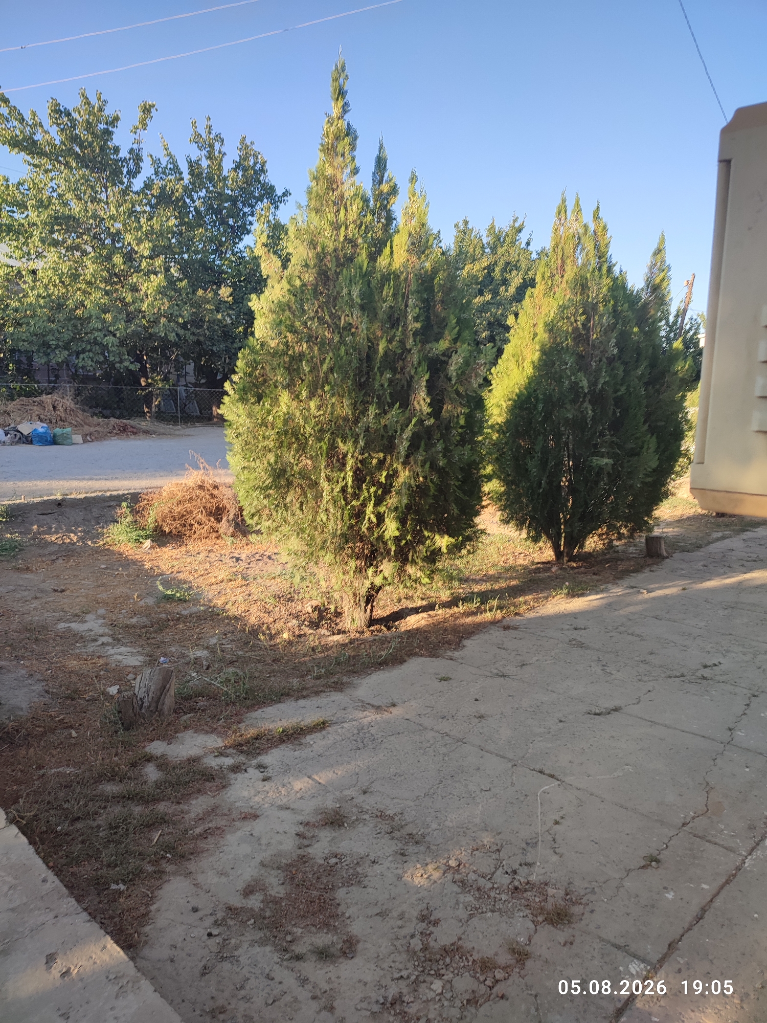 The image depicts an outdoor scene in the city of Turtkul, Uzbekistan, on August 5, 2026, at 19:05. In the foreground, a paved area with cracks is visible, transitioning into a patch of dry, sparse vegetation and soil. A small, weathered tree stump is present on the left side of the image. In the middle ground, several tall, conical evergreen trees are prominent, casting shadows on the ground. To the left of the trees, a pile of dry, brown brush or leaves is situated. Further in the background, a chain-link fence separates the immediate area from a densely wooded section with deciduous trees. A light-colored building or structure is partially visible on the far right edge of the frame. The sky is clear and blue, with two thin, horizontal power lines crossing the upper portion of the image. There are no people or animals visible in the scene. The lighting suggests late afternoon or early evening.