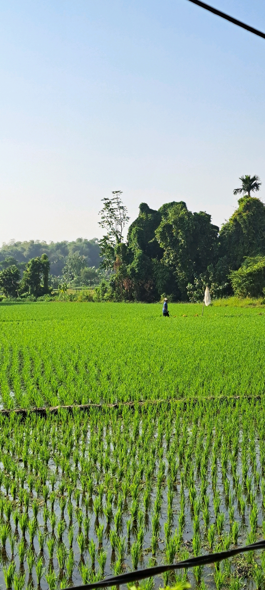 A vertical, medium-shot image captures a verdant rice paddy field under a clear, pale blue sky. In the mid-ground, a lone individual, possibly a farmer, is walking through the field, dressed in a blue shirt and a hat. Beside them, a white scarecrow stands erect. The foreground is dominated by rows of young rice plants submerged in shallow water, their green stalks reflecting in the water's surface. The background features a lush, dense line of trees, with a single palm tree topping a hill to the right. The scene suggests a rural setting within Kebon Waris, Indonesia, likely during the early morning or late afternoon given the soft lighting.