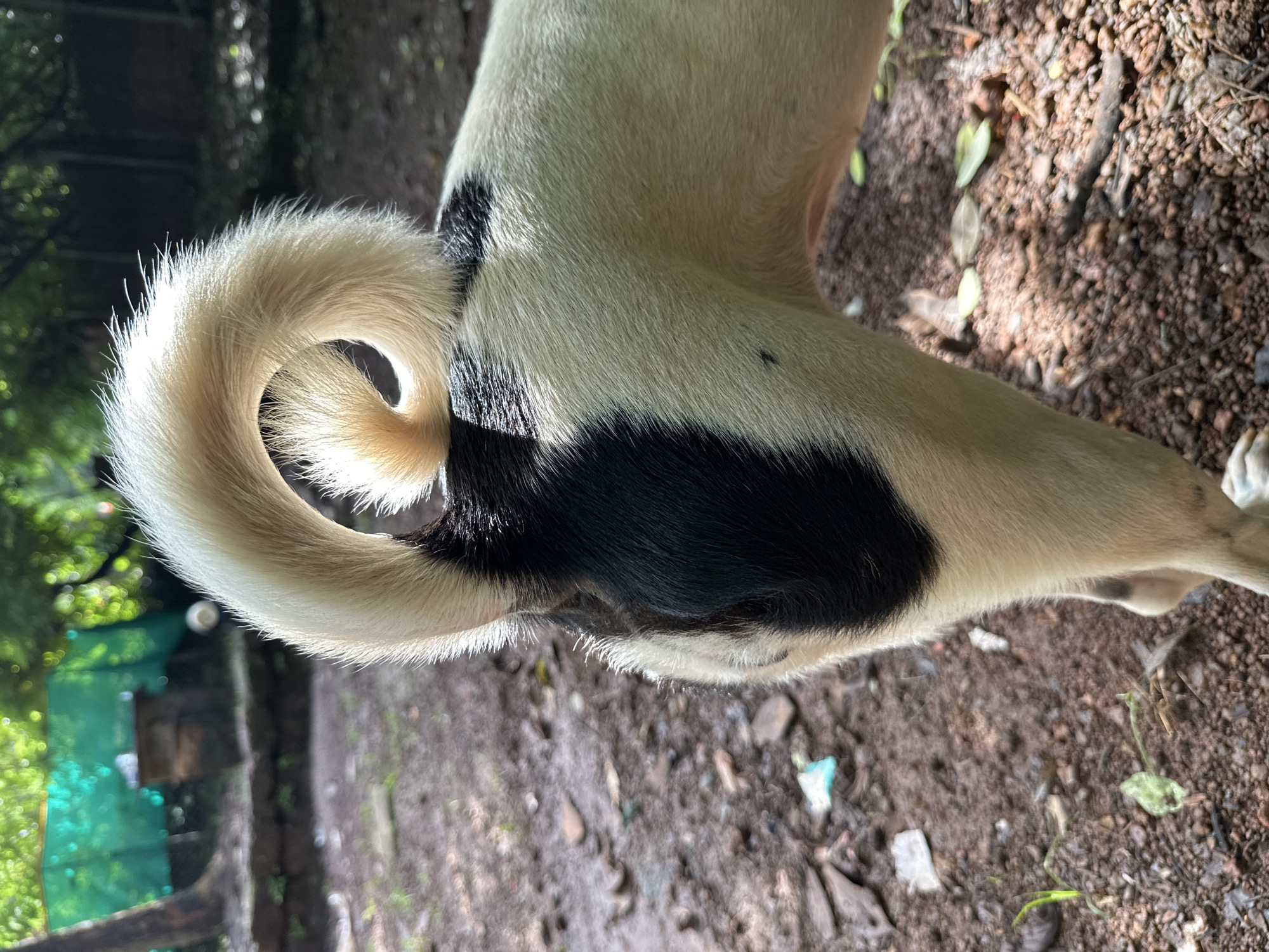 The image shows the hindquarters and tail of a dog. The dog's fur is primarily white with a large black patch on its left side. Its tail is curled upwards and appears to be light blonde, with fluffy tips. The dog is standing on a patch of dry, reddish-brown earth mixed with small stones and fallen leaves. In the background, there is a blurred green mesh or net structure, possibly part of a fence or enclosure, with some foliage and trees visible beyond it. Sunlight filters through the leaves, creating dappled light on the ground and the dog's fur. The setting appears to be outdoors, possibly a rural or semi-rural area in Ashvem, India, given the vegetation and earthy ground cover. There are no humans visible in the image.