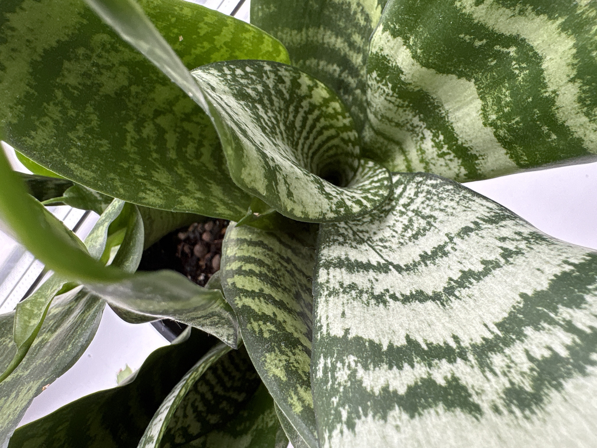 A close-up, elevated shot shows a sansevieria trifasciata 'Hahnii' plant. Its variegated leaves are predominantly shades of green and white, forming concentric patterns. The leaves twist inwards towards the center of the plant, obscuring the soil and pot beneath. The background appears to be a solid white surface. No evidence suggests this image was taken in Saint Petersburg, Russia.