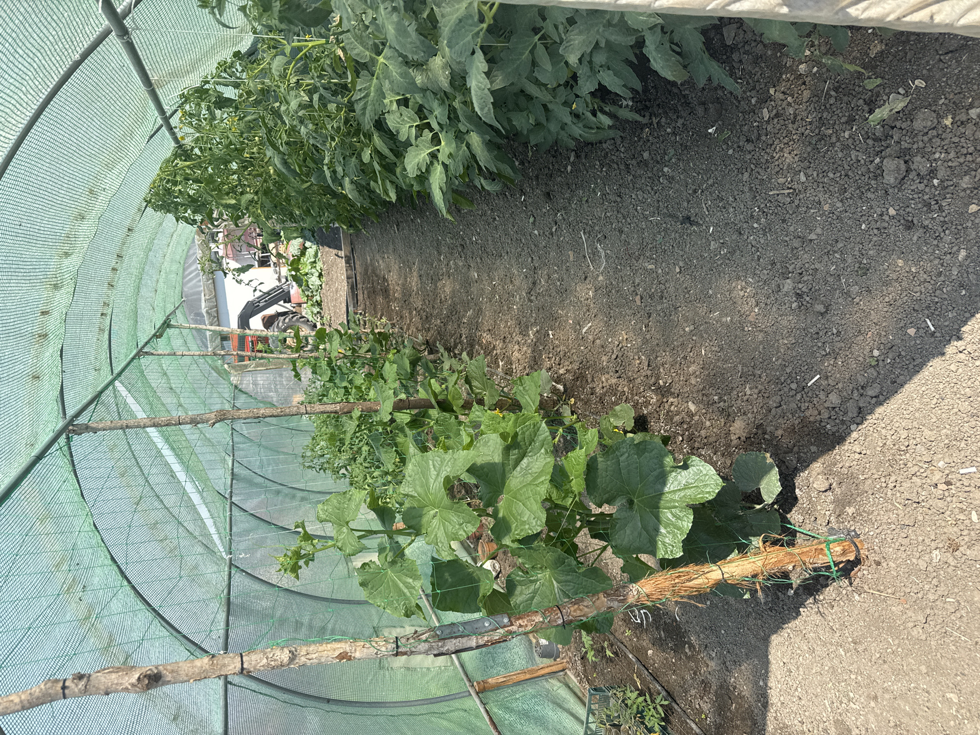 The image depicts the interior of a greenhouse or polytunnel located in Sarnevo, Bulgaria, under bright daylight conditions. The structure is characterized by curved metal arches covered with green mesh netting, providing shade. A central dirt path runs through the middle, separating two rows of cultivated plants.
On the left side of the path, a row of robust, large-leafed plants, consistent with cucumbers, are growing vertically. They are supported by thick, gnarled wooden poles, around which green string or twine is wrapped, securing the plants. A drip irrigation line is visible at the base of these plants, with the soil appearing dark and somewhat clumpy. In the foreground on the left, a black plastic pot and a green plastic crate are visible near the ground.
On the right side of the path, a dense row of smaller-leafed plants, consistent with tomato plants, are growing. These plants are taller and exhibit small green fruits (unripe tomatoes) and yellow flowers, indicating active growth and fruiting. Their support structures are less distinct but appear to be present.
The central path consists of dark, uneven soil mixed with small pebbles, and distinct shadows from the plants and supporting poles fall across it.
Through the translucent green netting at the far end of the greenhouse, an outdoor scene is visible. A red tractor equipped with a front-end loader is parked, and a portion of a white building or structure is discernible behind it, suggesting an agricultural environment outside the greenhouse. No individuals are present in the image, and no direct actions are depicted.