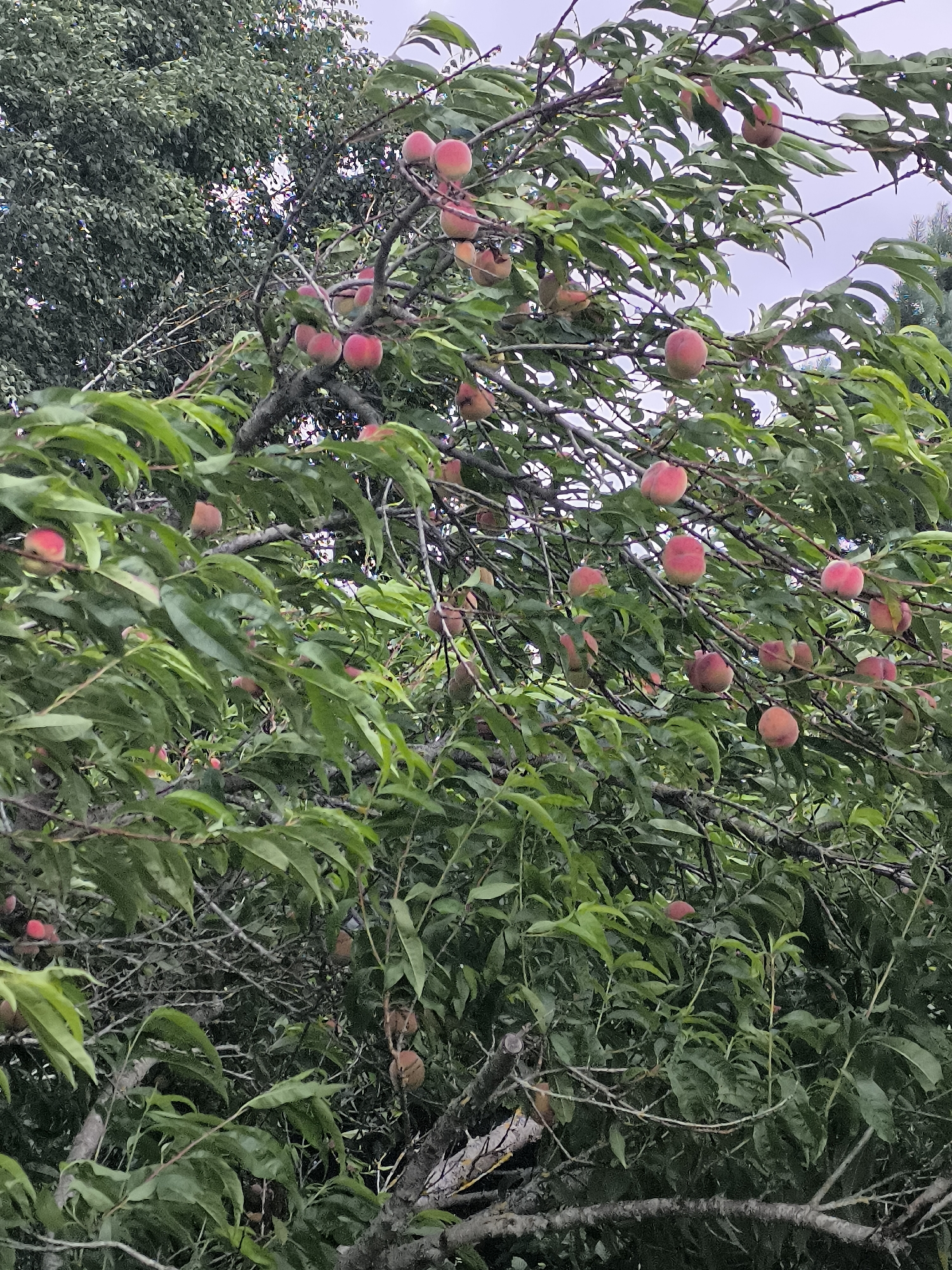 The image displays a peach tree laden with ripe fruit, situated outdoors in Mažučiai, Lithuania. The branches are densely packed with green leaves, partially obscuring the numerous peaches, which range in color from light pink to a deeper red. The peaches are scattered throughout the tree, with some appearing more prominent and ripe than others. The overall impression is one of abundance and natural growth. The background shows more foliage from other trees and a hazy sky, suggesting a temperate climate.