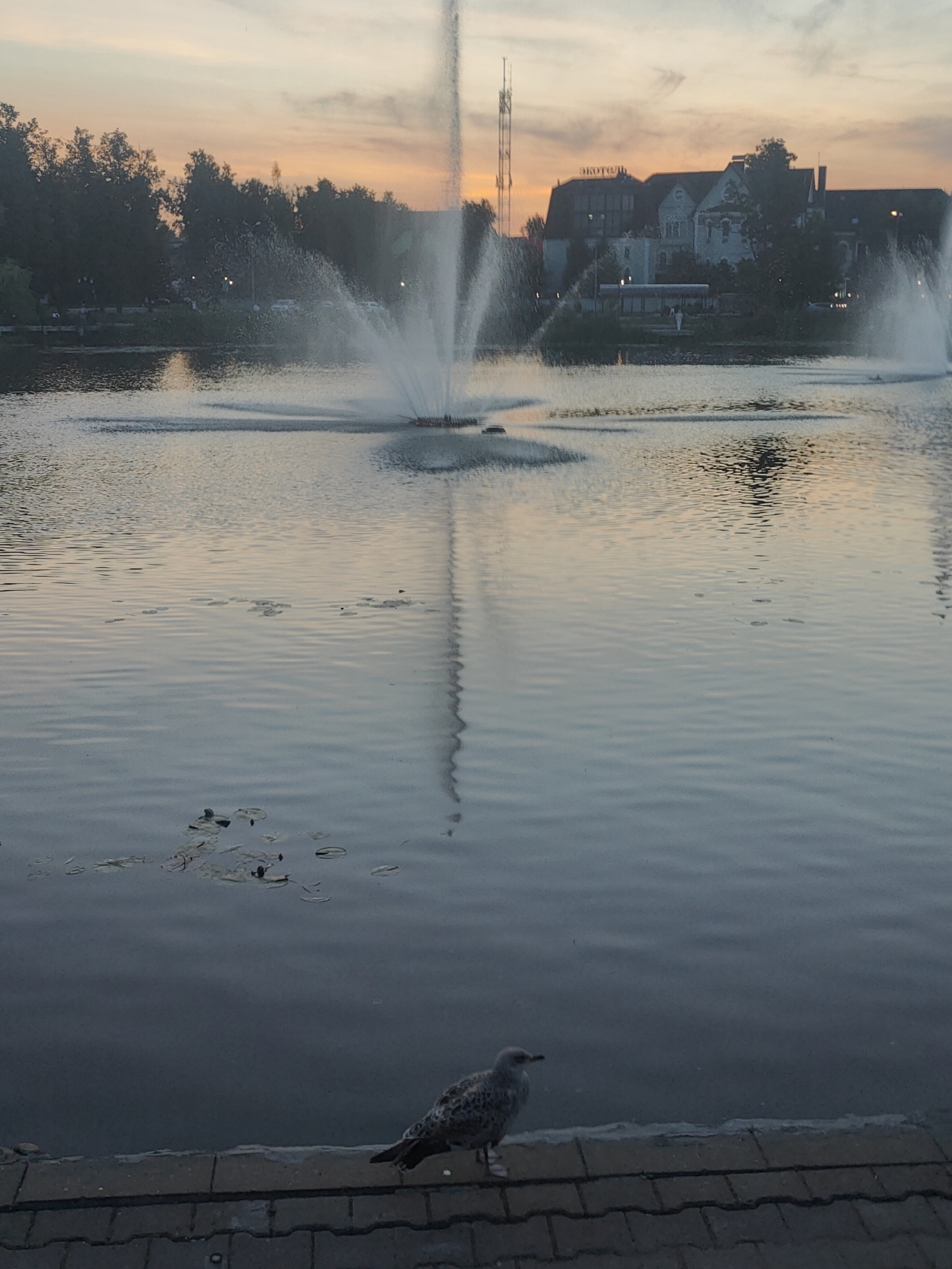 A seagull stands on a paved walkway at the edge of a body of water. In the background, a fountain sprays water into the air. Behind the fountain, trees line the shore, and buildings are visible in the distance. The sky is a soft pastel orange and gray, suggesting either sunrise or sunset. The water is calm with ripples reflecting the light. Lily pads are scattered on the surface of the water. A tall antenna tower is visible behind the buildings.