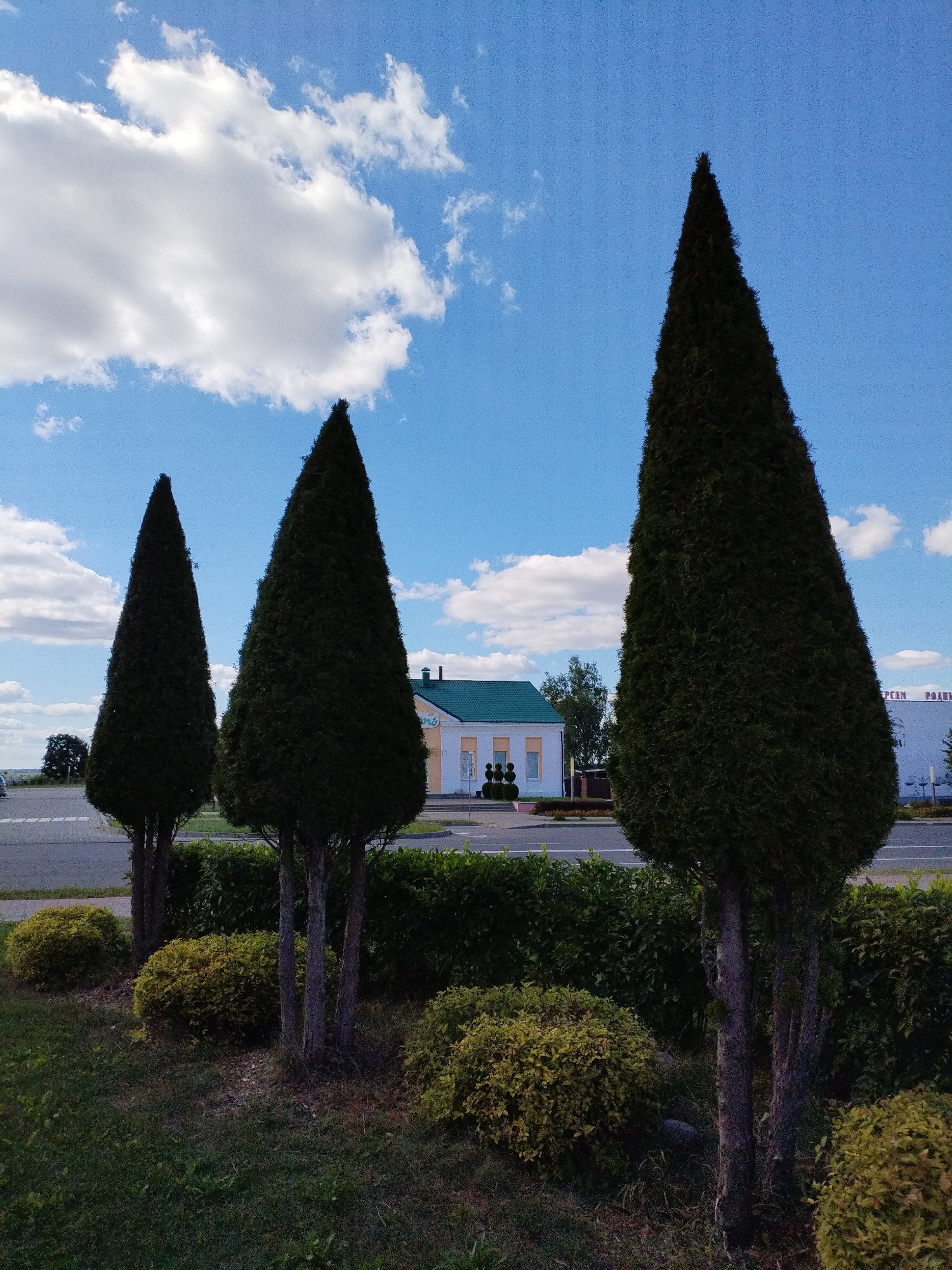 In Bialynichy, Belarus, a row of three tall, dark green cypress trees stands in the foreground, their conical shapes reaching towards a bright blue sky dotted with white, fluffy clouds. The trees are planted in front of a neatly trimmed green hedge. Behind the hedge, a light-colored building with a green roof is visible, featuring several windows and what appears to be a small decorative topiary display in front of it. To the right of this building, a larger building with a white facade displays Cyrillic lettering. A paved road runs in front of the buildings and hedge, with white lane markings visible. The ground in the immediate foreground is covered in green grass.