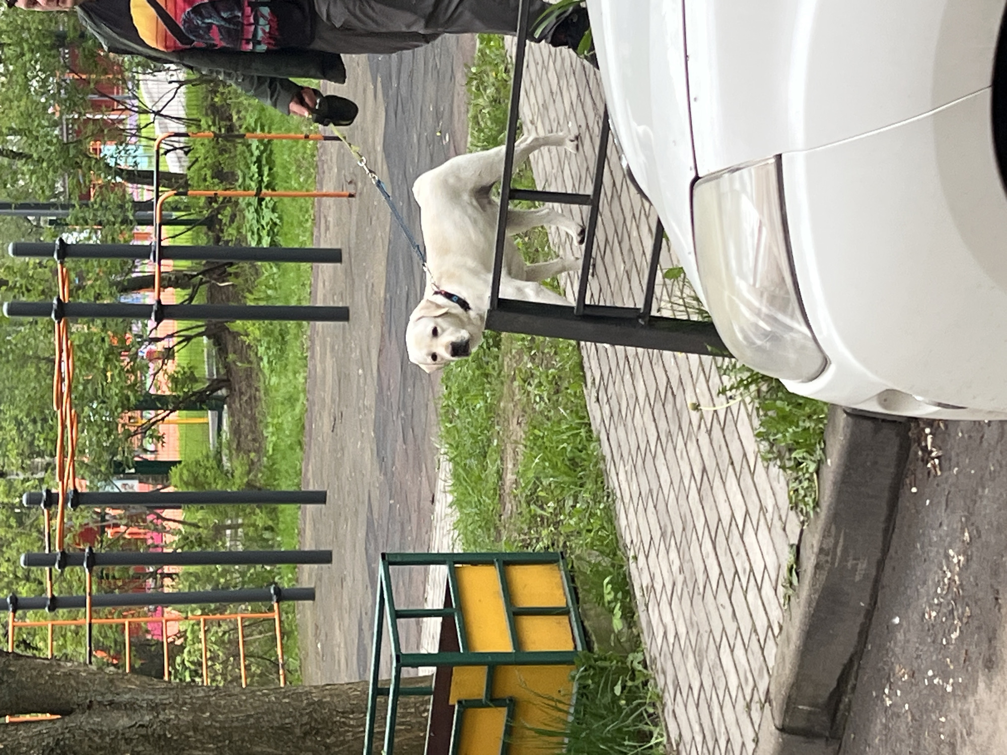 A dog on a leash is standing next to a parked white car. The dog's leash is attached to the car's roof rack. In the background is a children's playground, located near the street. The location is likely in Mytishchi, Russia.