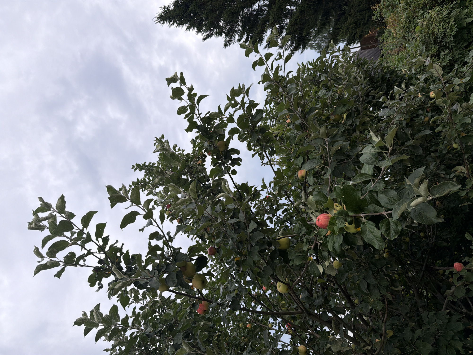 The image shows an apple tree laden with ripe apples. The tree is dense with green leaves and branches, and numerous apples of varying shades of red and green are visible. The sky above is overcast with a cloudy, gray hue. To the right of the apple tree, a tall, dark green coniferous tree stands prominently. In the background, a hint of a building with a dark roof can be seen peeking through the foliage, suggesting a rural or suburban setting. The overall scene depicts an autumnal harvest or the abundance of fruit on a tree.