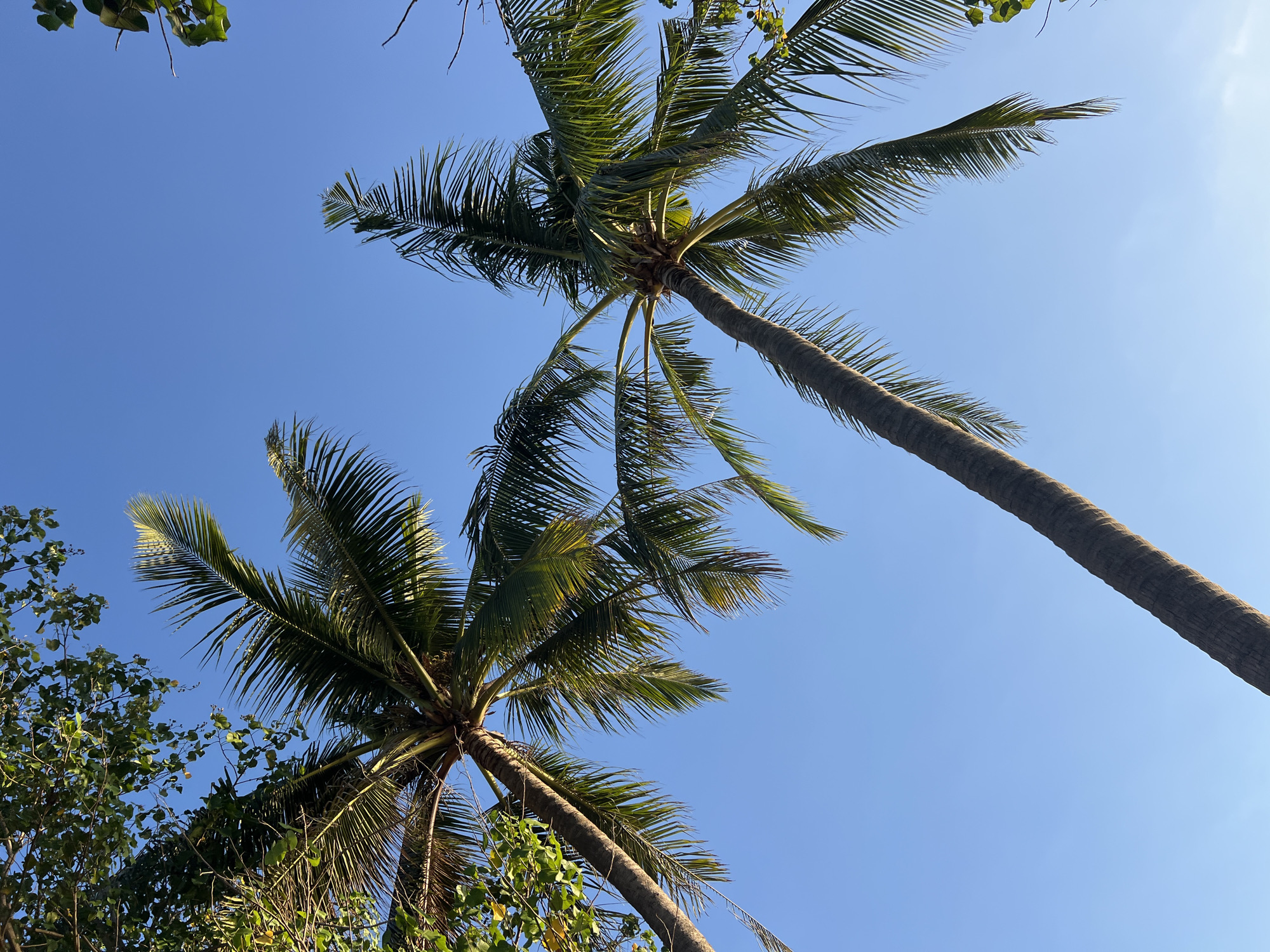 The image displays two palm trees against a clear blue sky. The palm trees are oriented from the bottom left to the top right and the bottom right to the top center of the frame. Their fronds are dark green and appear lush. The trunks are textured and brown. Some green foliage from other trees is visible in the upper left and upper right corners of the image. The scene is viewed from a low angle, looking upwards. This is a typical view found in Kuta, Indonesia, a popular tourist destination known for its beaches and palm trees.