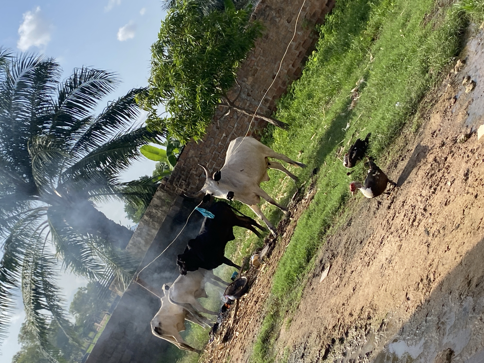 This media file depicts a rustic outdoor scene in Jauro Yinu, Nigeria. The primary subjects are several cattle and a few chickens, scattered across a dirt path and grassy area. Three white cattle and one black cow are visible, some appear to be tied together with a rope. A small fire with smoke is present near the cattle. In the background, a stone wall, lush green grass, and palm trees under a bright, partly cloudy sky suggest it is daytime. The overall setting appears to be a rural village or homestead. The presence of livestock and the rustic environment are typical of such locations. There is no visible text in the media file.
