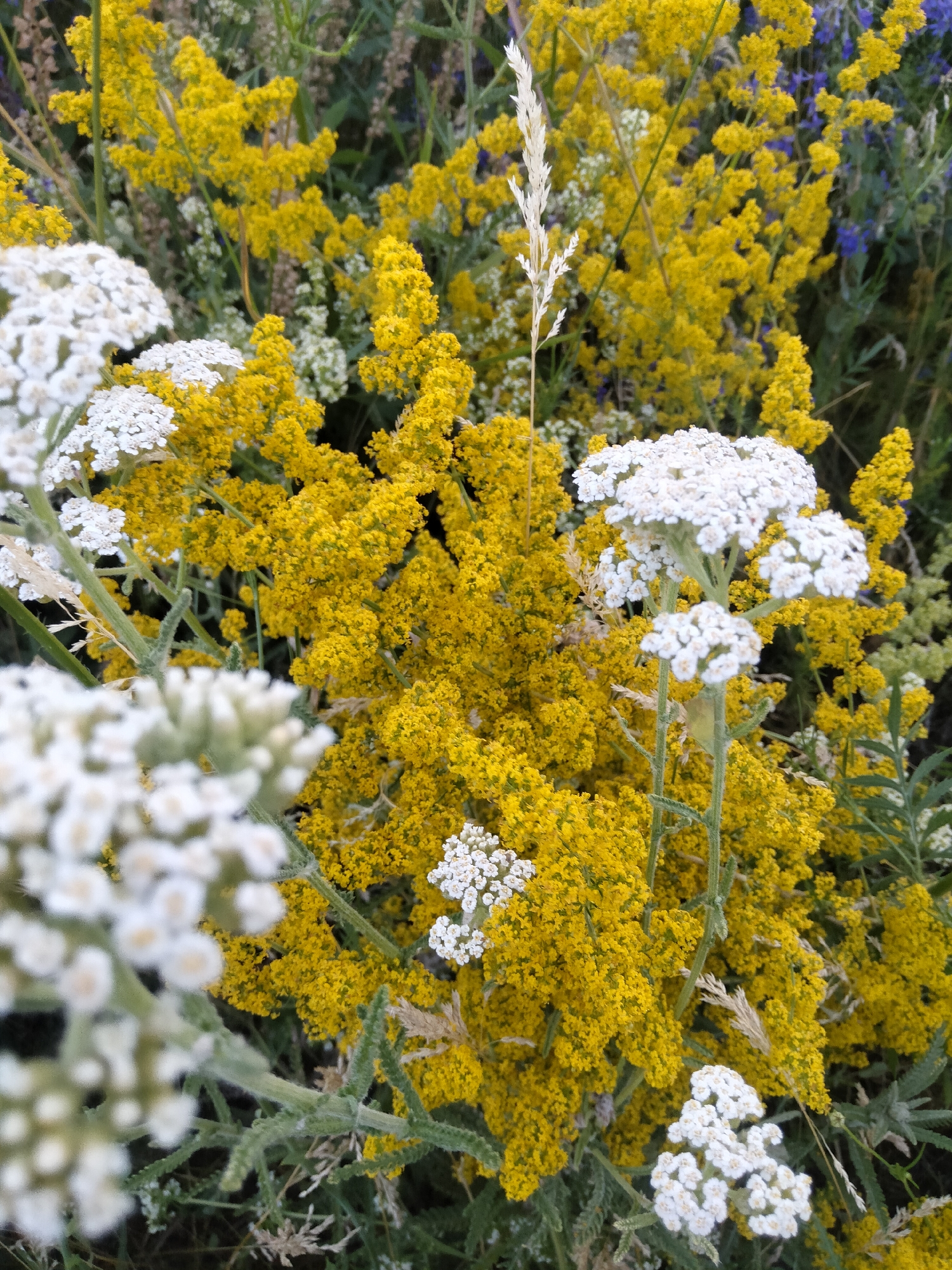 The image displays a close-up view of a dense cluster of wildflowers. The dominant colors are bright yellow and white, with hints of blue and green in the background. Numerous small, bright yellow flowers form large, irregular masses. Interspersed among the yellow flowers are clusters of small white flowers, some with a slightly fuzzy appearance. One prominent white flower cluster in the foreground, on the right side of the image, has a delicate, lace-like structure. The greenery of the stems and leaves is visible throughout, providing a natural, wild setting. The overall impression is one of abundant, uncultivated nature. The scene is consistent with a natural outdoor environment, likely a field or meadow. The location is identified as Zherebkove, Ukraine. No people or specific actions are depicted.