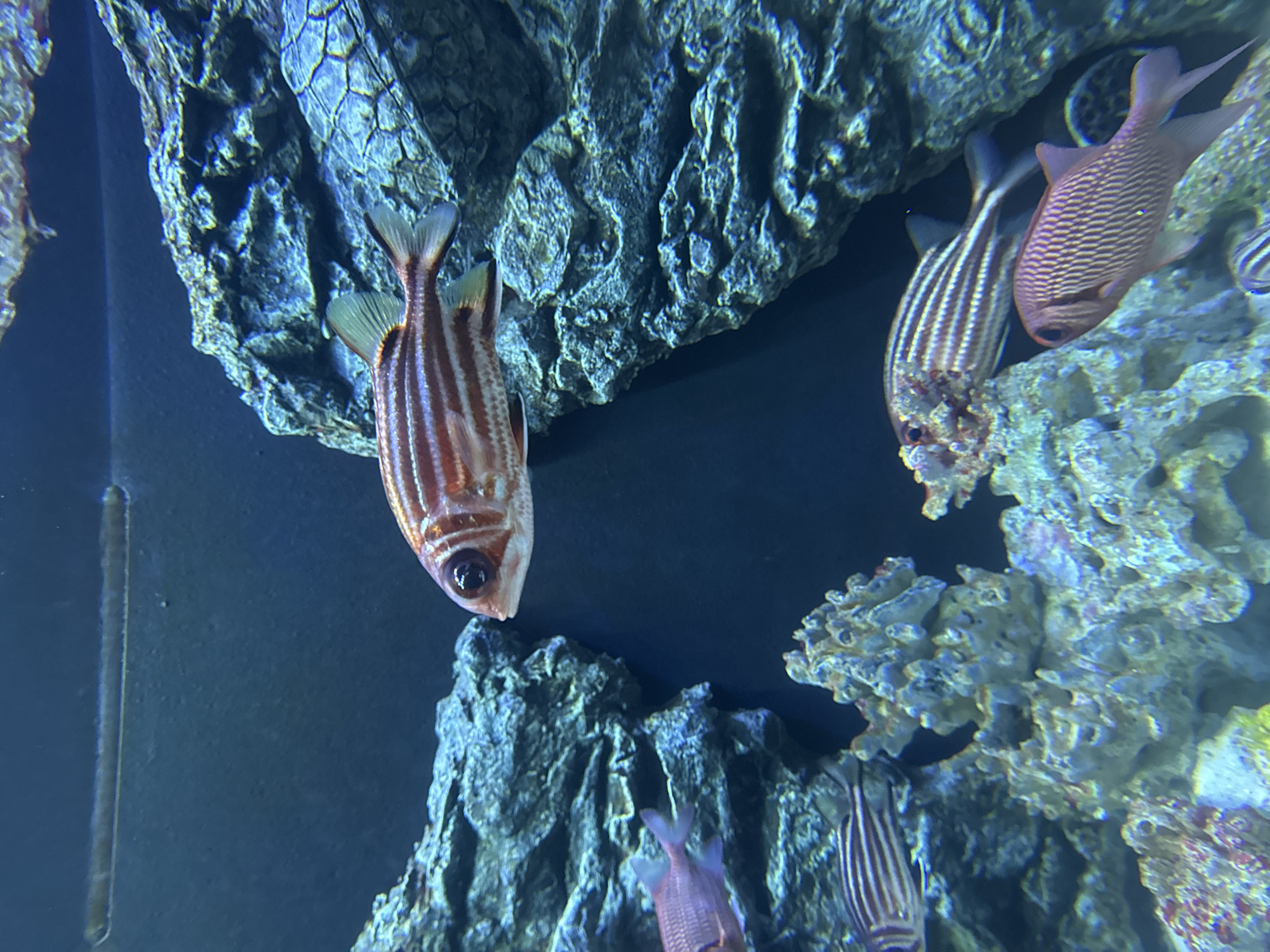 This is an underwater photograph taken in an aquarium in Hà Nội, Vietnam. The image features several fish with distinct striped patterns swimming amongst coral and rock formations. The fish in the foreground are a light pink color with thin, vertical stripes, while another fish in the upper part of the frame is more orange-red with horizontal stripes. The environment consists of blue water, dark blue background, and various textured, greyish-blue rock structures and lighter, more intricate coral formations. There are no people visible in the image.