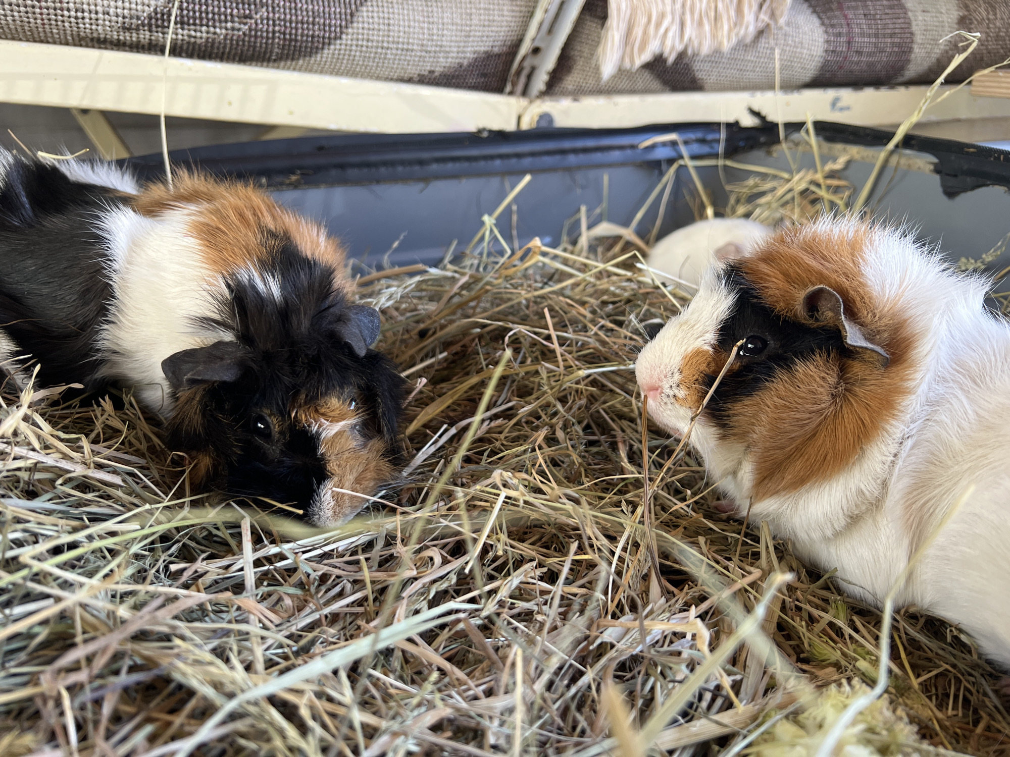 Two guinea pigs rest in a hay-filled enclosure. One is tri-colored, black, brown, and white, and faces left. The other is also tri-colored, brown, black, and white, and faces right, with a third white guinea pig partially visible in the background. The enclosure is contained within a black plastic bin, potentially located in Budva, Montenegro. The background shows elements of an indoor environment, possibly a home or pet shop.