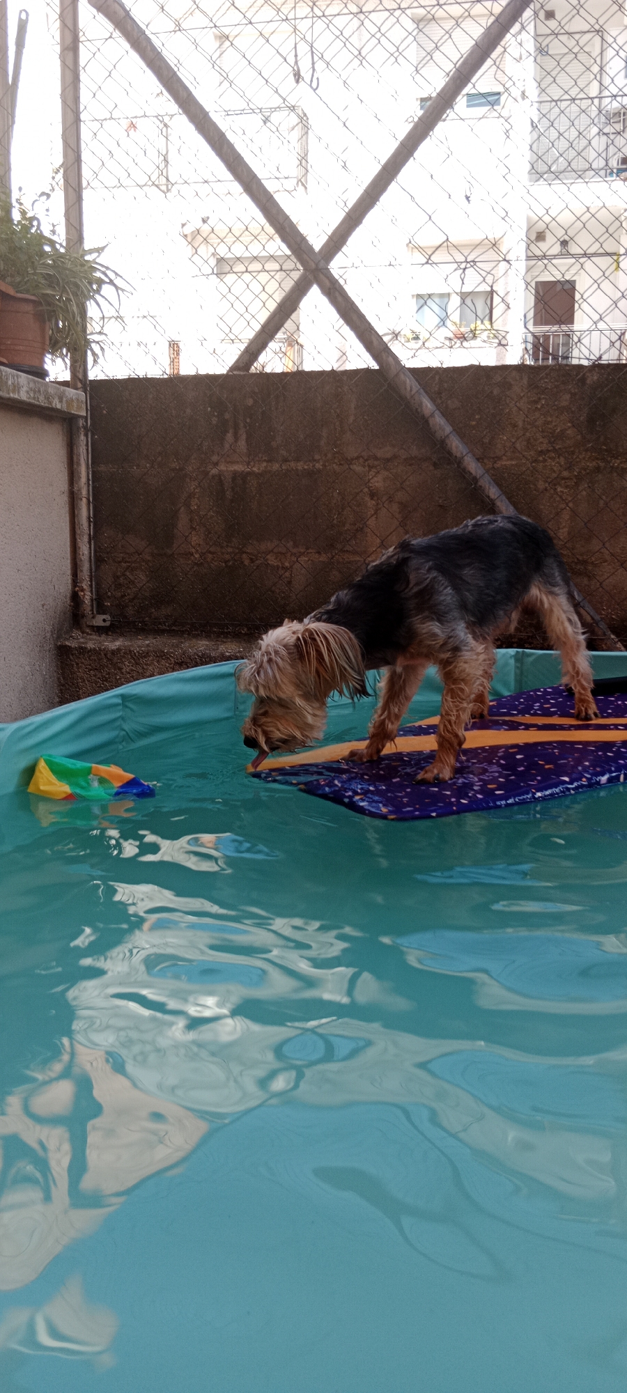 A small, scruffy dog, possibly a Yorkshire Terrier, is standing on a purple and orange mat in a shallow, blue, inflatable pool. The dog is leaning forward, its tongue touching the water. To the left of the dog, in the water, are several colorful, plastic toys. The pool is set up on a concrete surface, with a textured brown wall behind it. Above the wall is a chain-link fence, through which a white building with balconies and windows can be seen. The overall impression is a backyard scene in a residential area, likely in Galapagar, Spain, given the context provided. The lighting suggests it is daytime, with sunlight reflecting off the water.