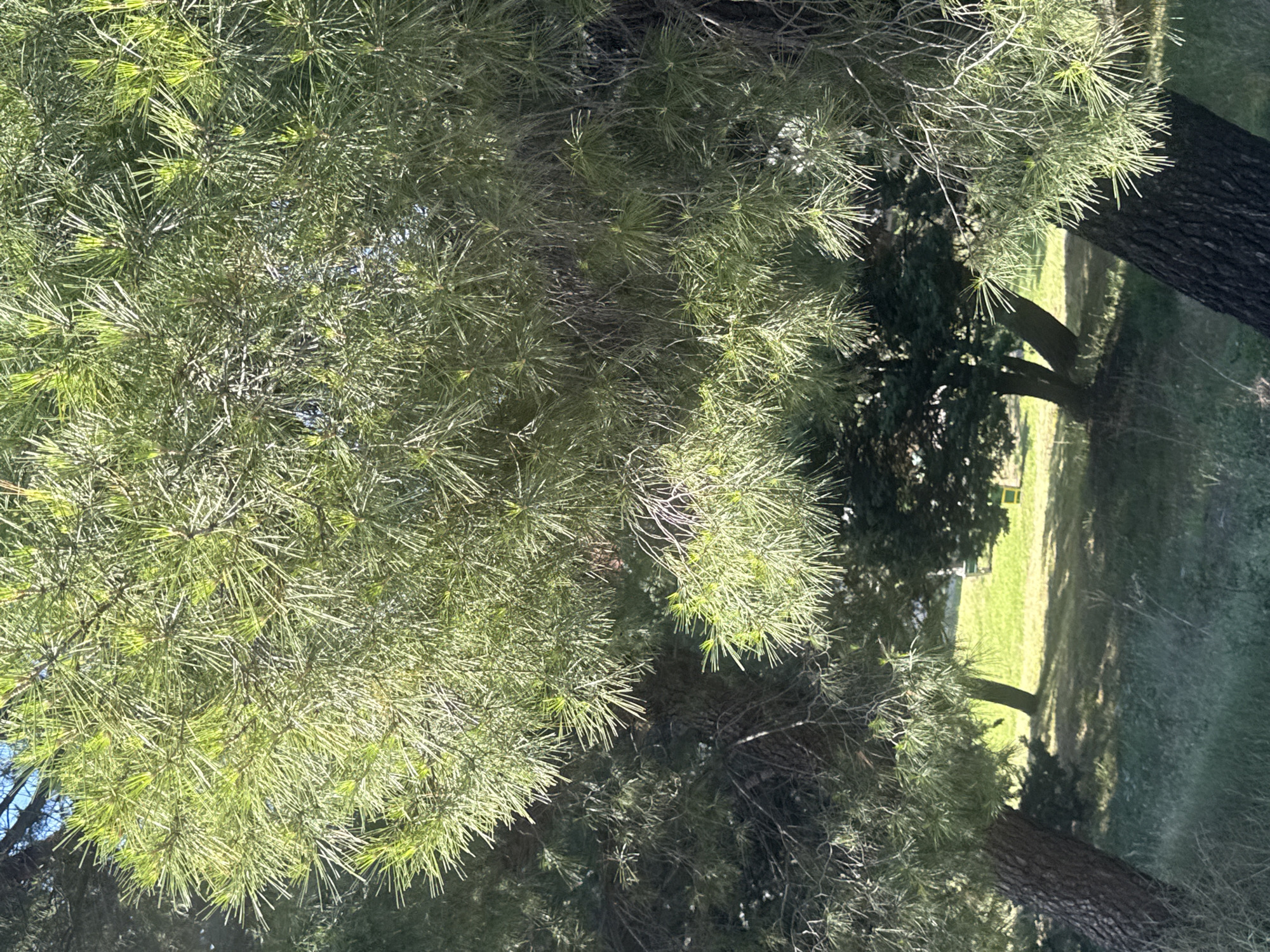 The image captures a sunlit outdoor scene in Boreti, Montenegro, dominated by the dense, vibrant green foliage of conifer trees, likely pines. The long, slender, needle-like leaves are brightly illuminated, displaying varied shades of green and receiving direct sunlight. Portions of dark, textured tree trunks are visible on the left and right sides of the frame, showing bark patterns and suggesting the trees are angled. Through the gaps in the foreground foliage and at the bottom of the image, a gently sloped grassy area is visible, interspersed with dappled sunlight and shadows. In the mid-ground and background, additional trees with darker, less defined foliage are present on the grassy terrain. In the distance, on the grass, two indistinct, small, possibly man-made objects, one yellow and one green, are discernible. The sky, a clear blue, is minimally visible at the very top edge of the frame. No individuals or animals are present.