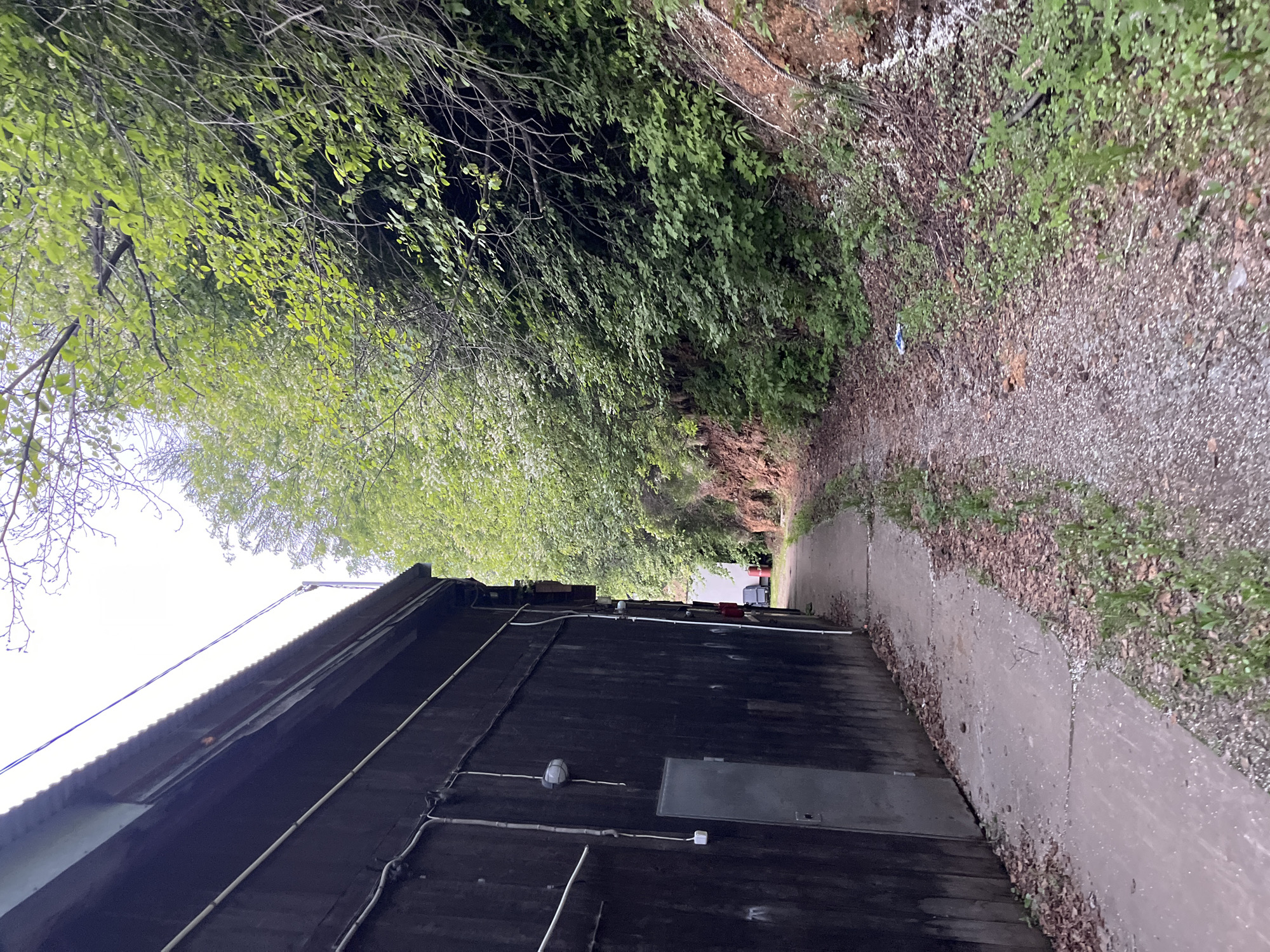 This media file captures an outdoor scene of a building's side and a dirt path. The building, made of dark wooden planks, has a corrugated metal roof and is lined with various wires and conduits. A gray metal door is visible on the side of the building. To the right of the building, a concrete path is laid out, bordered by a gravel and leaf-strewn embankment covered in green foliage. Dense green trees and branches overhang the path and the building, creating a shaded environment. The overall setting appears to be a somewhat overgrown, utilitarian area, possibly a backyard or an industrial space. The lighting suggests it is daytime, with overcast skies. There is no visible text in the image.