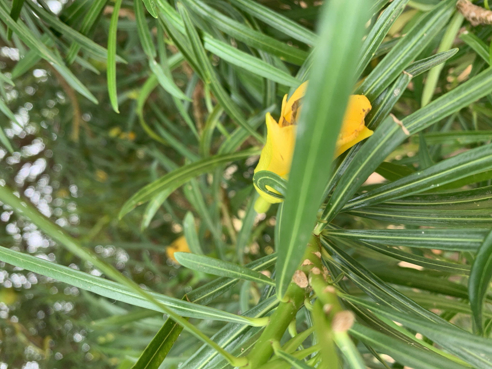The image shows a close-up view of a yellow oleander flower amidst green, narrow leaves. The flower is partially obscured by the leaves. The background is blurred. The image appears to be taken in Rafin Par, Nigeria.