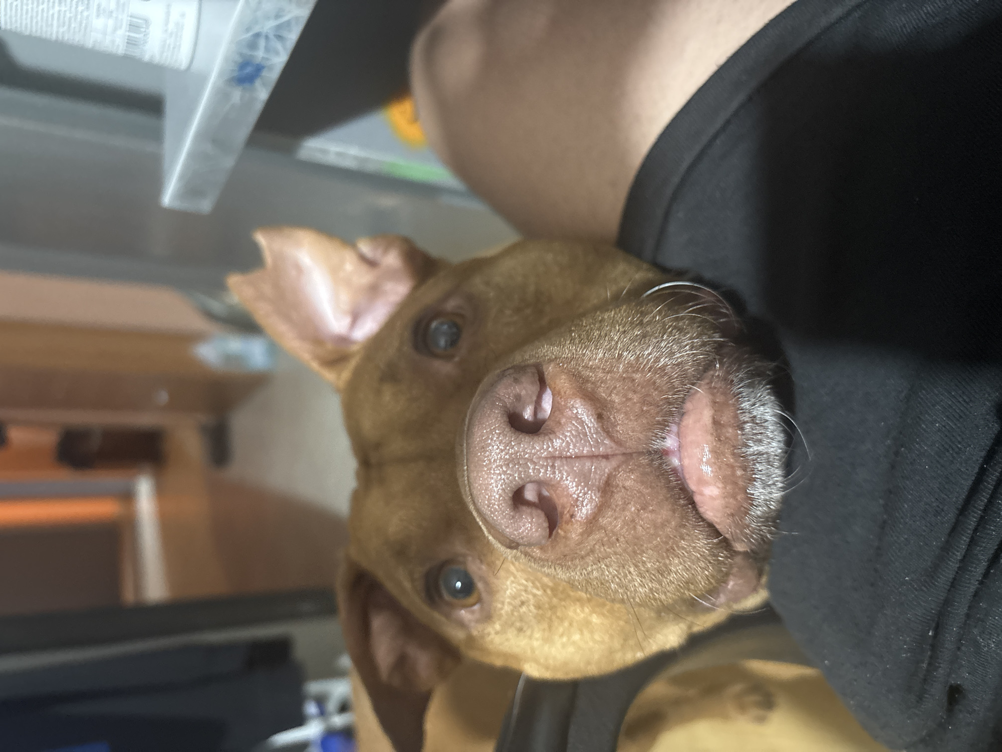A close-up, low-angle portrait features a medium-sized, reddish-brown dog looking upwards directly at the camera. The dog's face fills a significant portion of the frame, with its large, wet pinkish-brown nose and visible nostrils prominent in the foreground. One dark brown eye is clearly visible, reflecting a soft, attentive gaze. White and grey whiskers extend from its muzzle, and parts of its perked ears are visible on the left. A dark collar is faintly discernible around its neck.
On the right side of the image, a person's upper thigh or torso, clad in black fabric, is visible, suggesting the dog is resting against or close to them. The background is largely out of focus, indicating a shallow depth of field. To the top left, a blurry light-colored object, possibly a plastic container or shelf, is present. Below it, the indistinct shapes of what appears to be wooden furniture or walls suggest an indoor setting, likely a home. The dog's posture and expression convey curiosity or affection towards the person taking the photograph. There is no discernible text visible in the image. This scene takes place indoors in Sofia, Bulgaria.