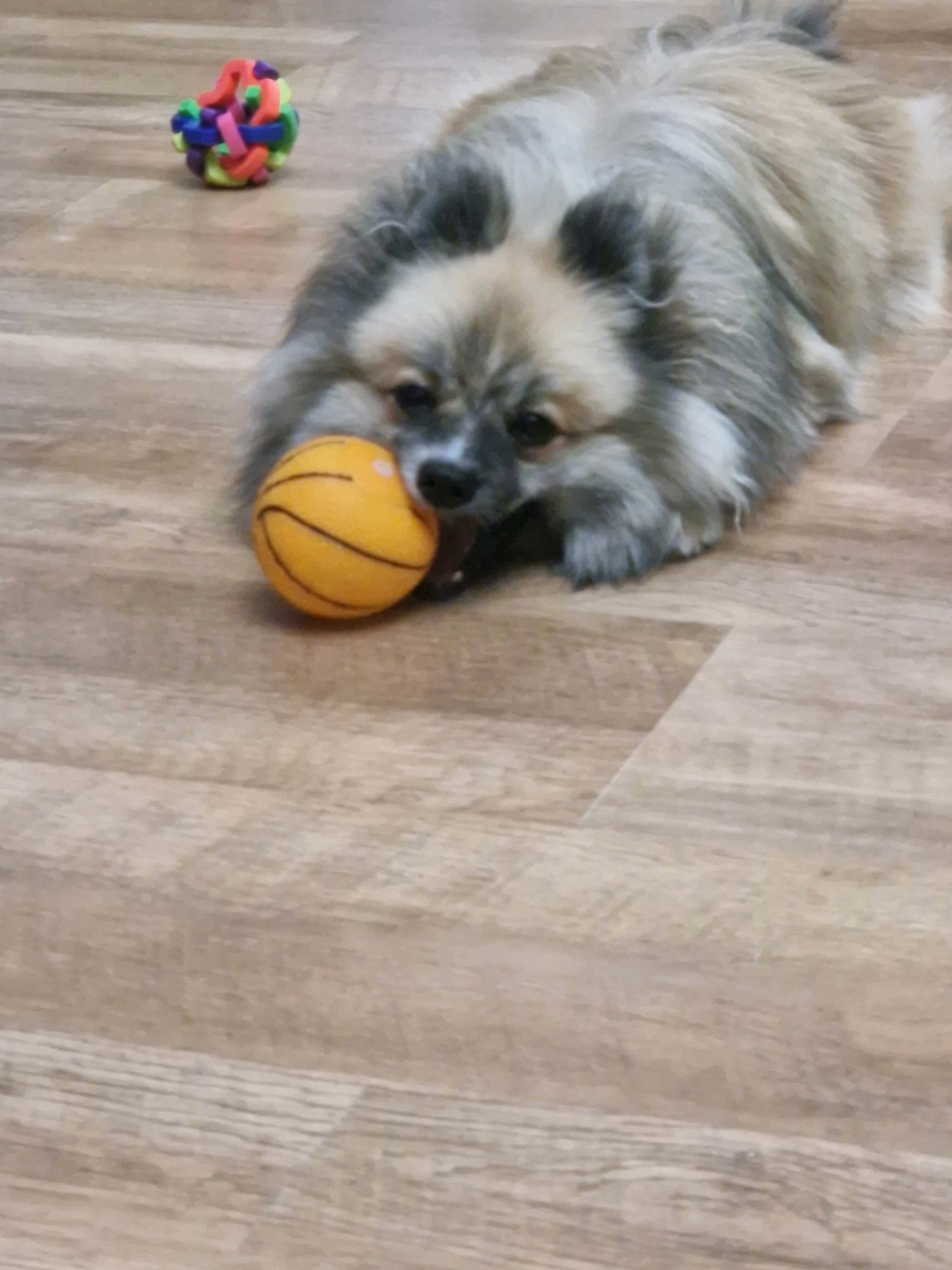 A small, fluffy dog with light brown and gray fur is lying on a light brown wooden floor, playing with a small, orange, basketball-patterned ball. To the left of the dog, there is a colorful, knotted toy. The background is out of focus. The scene appears to be indoors, possibly in a home. This image could have been taken in any location within the city of Mykolaiv, Ukraine, as there are no specific identifying landmarks visible.