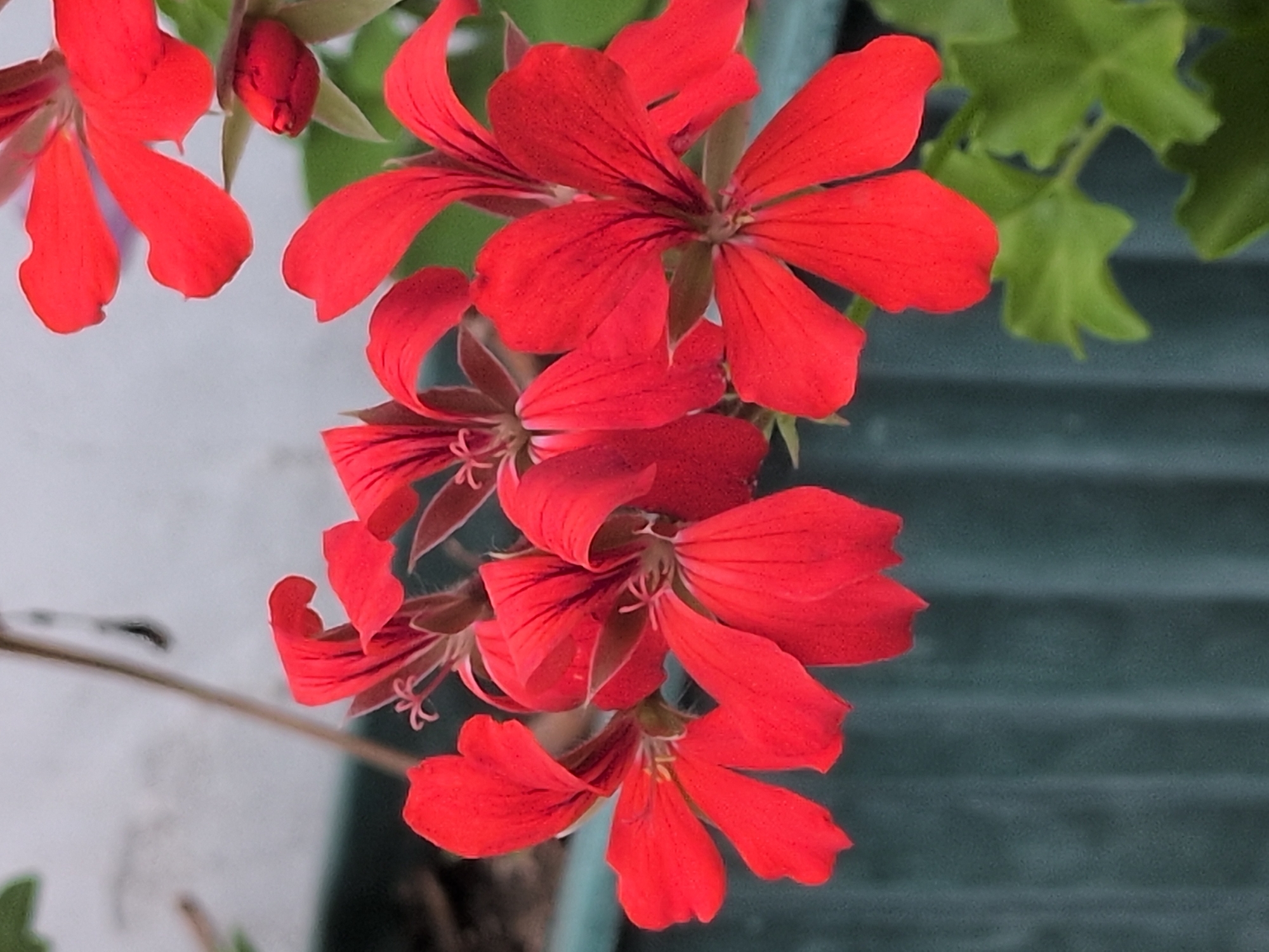 A close-up, eye-level shot showcases a cluster of vibrant red geranium flowers against a softly blurred background of a light-colored wall and a dark teal, ribbed surface, possibly a planter or fence. Several open flowers with delicate, dark-lined petals dominate the frame, with a single red bud peeking out from the upper right. The central focus is on the intricate details of the petals and the stamens within the flowers. The overall lighting suggests an outdoor setting, possibly a garden or balcony in Rastenberg, Germany, given the context provided, though there are no specific visual cues within the image to confirm this location. No people or animals are visible in the scene.