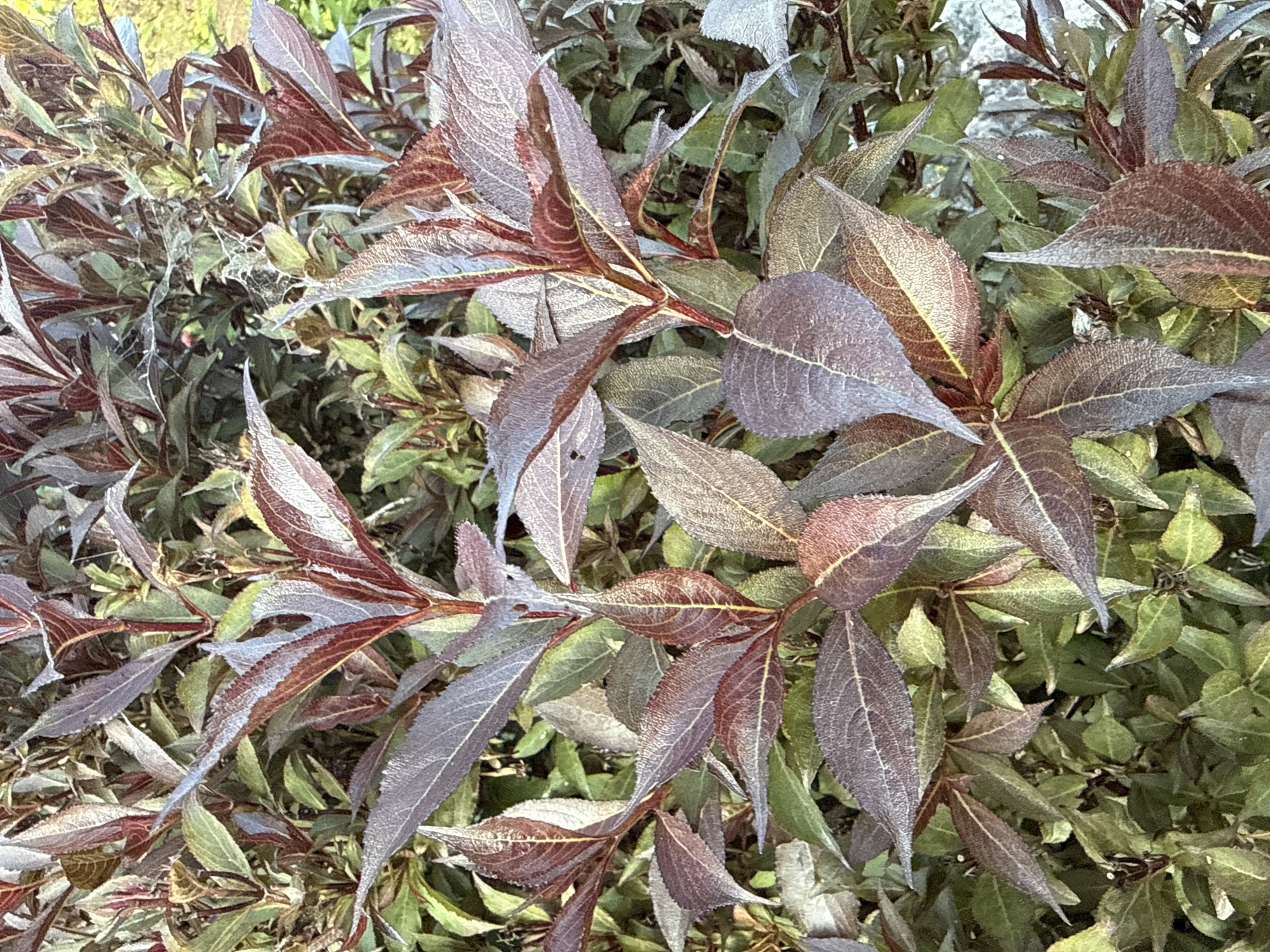 This is a close-up, eye-level, outdoor, daytime photograph of the foliage of a plant, likely a shrub, with predominantly dark red and green leaves. The leaves are elongated and pointed, with visible venation. Some leaves exhibit a frosted or dusty appearance, particularly along the edges and veins, and have a subtle sheen. The plant is dense, with layers of overlapping leaves creating a textured effect. There are hints of a blurred background that appears to be vegetation and possibly a light-colored stone or concrete surface. The scene is located in Vikraičiai, Lithuania. No people are present.