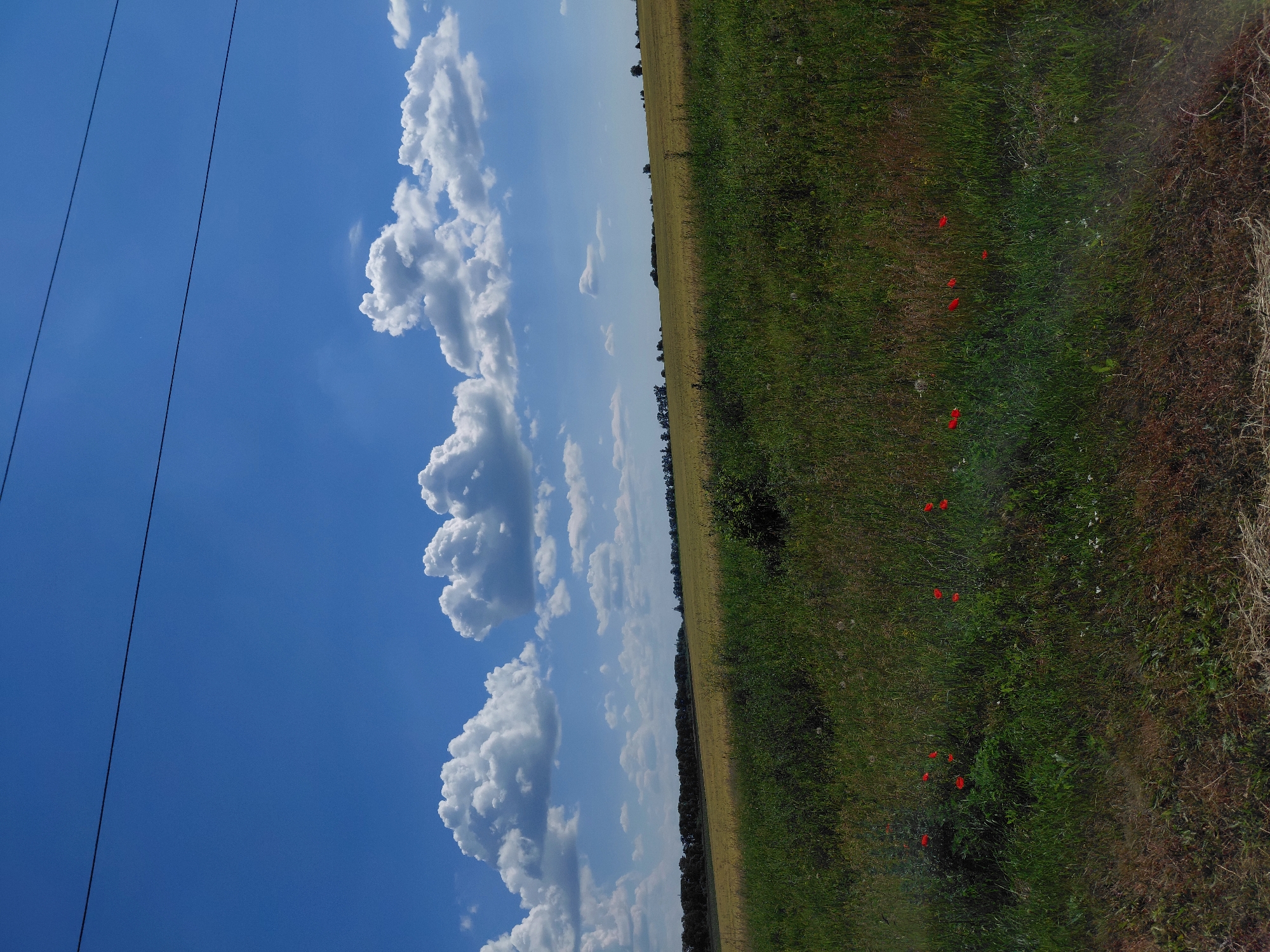 A wide shot captures a rural landscape under a bright blue sky dotted with fluffy white clouds. A single dark power line stretches horizontally across the upper portion of the image. The foreground is a field of tall, green grass, with a scattering of vibrant red poppies. Beyond this, a field of golden crops extends to a treeline that forms the horizon. The overall impression is one of a clear, sunny day in the countryside.