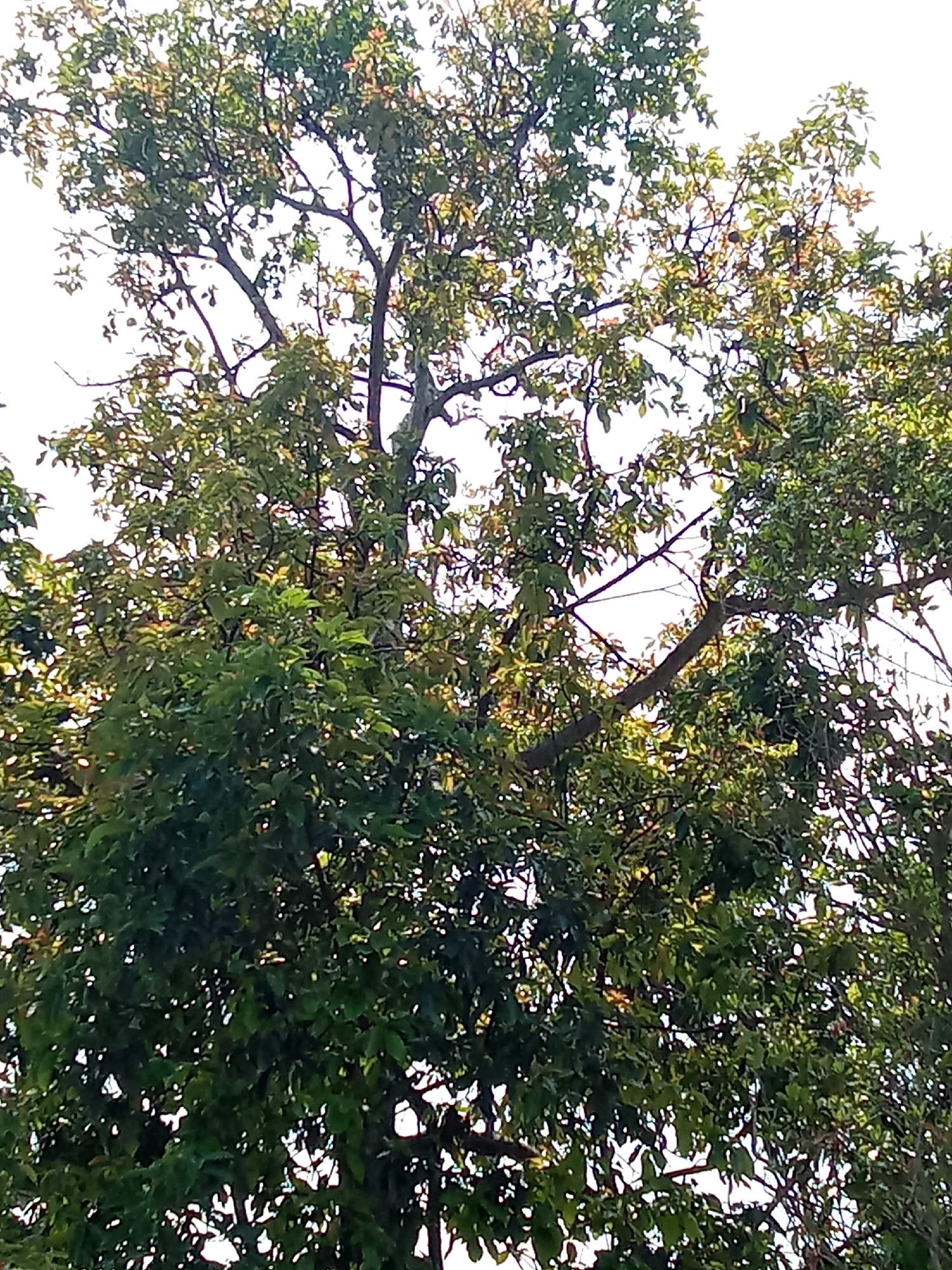 A medium shot captures the dense canopy of a leafy tree against a bright, overcast sky. The tree's branches, some thick and others slender, spread outwards, supporting a mass of green leaves. Sunlight filters through the foliage, creating dappled patterns and highlighting some of the leaves with a yellowish hue. The overall impression is of a lush, mature tree in a natural or park-like setting, possibly in Subang, Indonesia, given the context. The image is devoid of human presence or any specific urban elements, suggesting a focus purely on the arboreal subject.