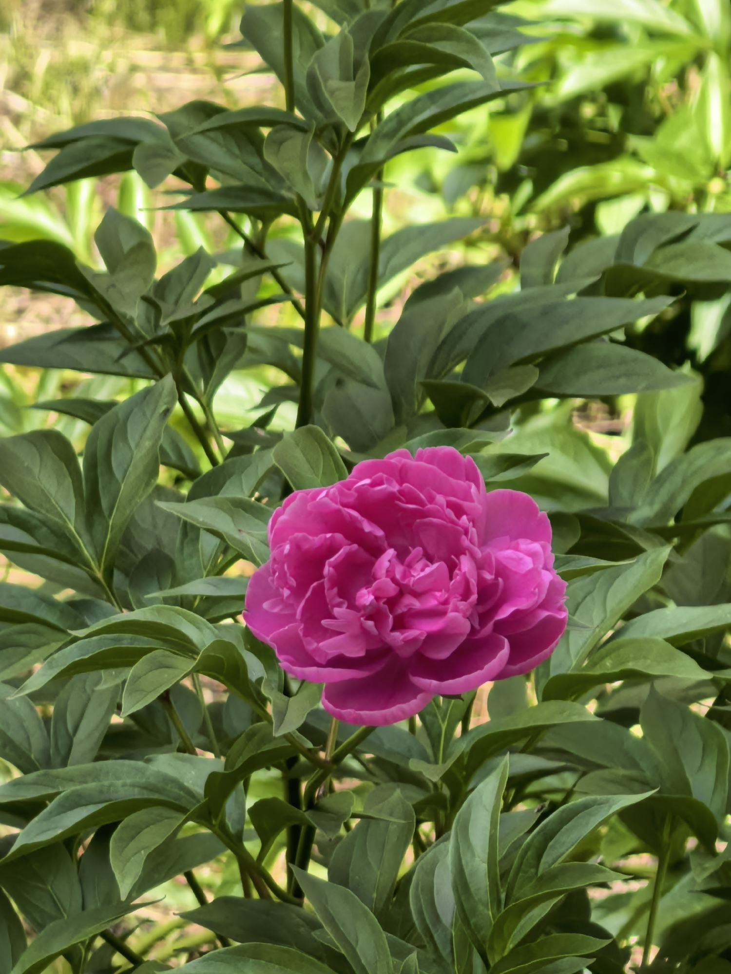 A close-up image depicts a pink peony flower in full bloom, surrounded by green leaves. The leaves are mostly dark green. The setting appears to be an outdoor garden, with a partially obscured background of foliage. No people are visible in the image. There is no clear indication the image was taken in Sterlitamak, Russia.