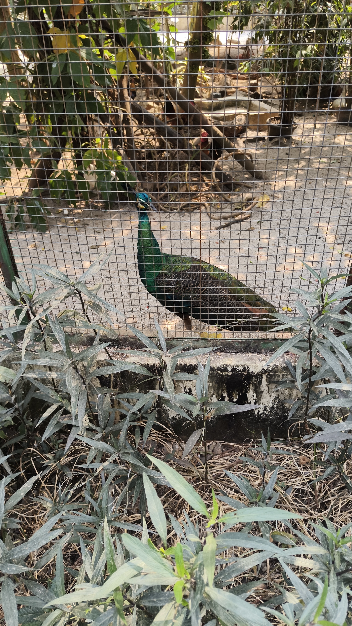 An adult male Indian peacock stands inside a fenced enclosure, likely in a zoo or park. The peacock's iridescent green and blue plumage is visible, along with its characteristic crest. The enclosure has a sandy floor, with some vegetation and branches in the background. The fence is made of wire mesh, and in the foreground, there are several leafy green plants. The scene appears to be outdoors, with sunlight illuminating the peacock and its surroundings. The setting is a part of the city of South Jakarta, Indonesia.