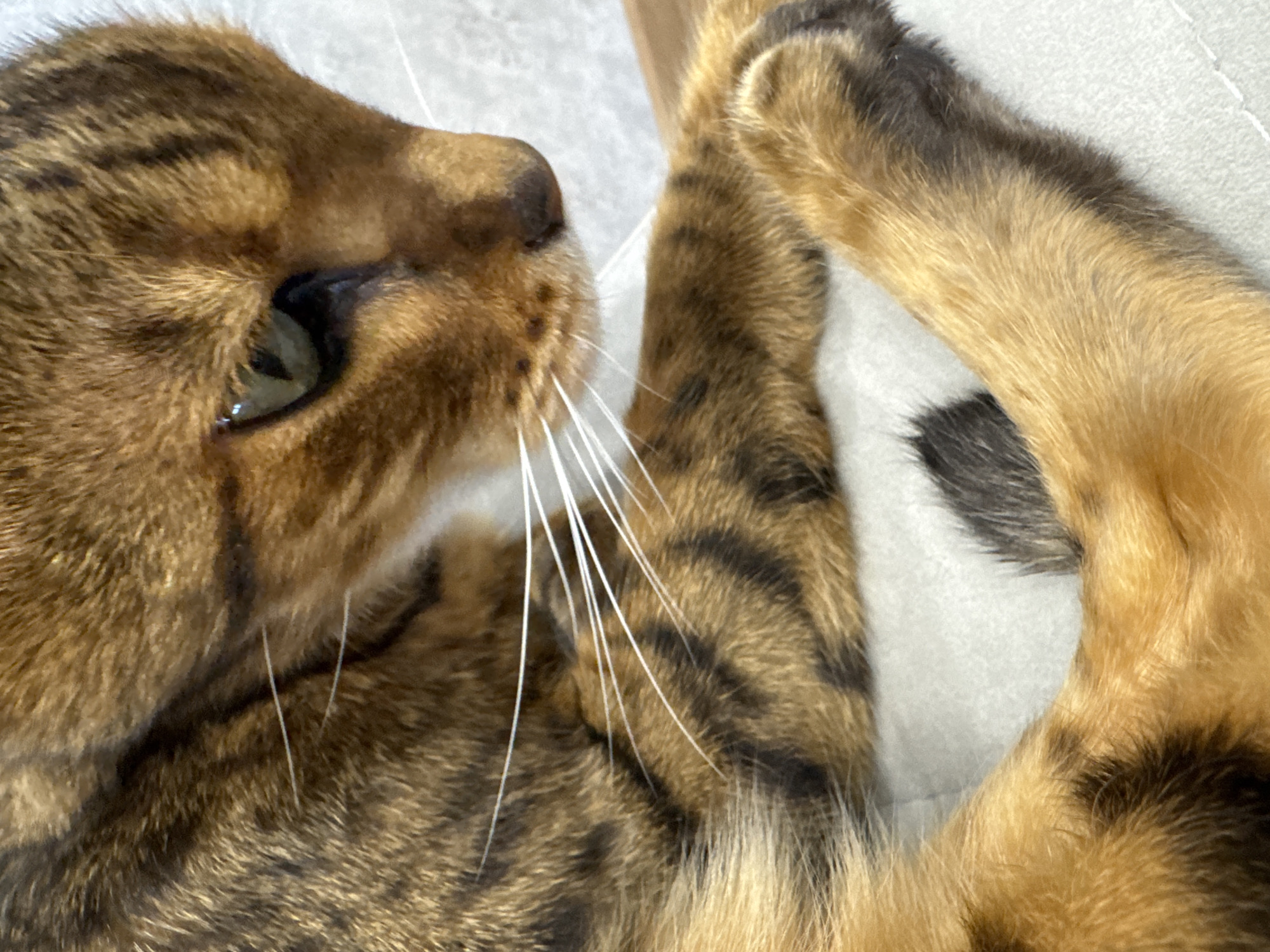 A close-up, medium shot captures a domestic shorthair cat with a brown tabby coat lying on a light-colored surface. The cat is facing to the right, with its head partially visible. Its green eye is open, and its white whiskers are prominent against its fur. The cat's paws are crossed in the foreground, and its striped fur pattern is clearly discernible. The background is a soft, textured light gray. The scene is illuminated by bright, diffused light.