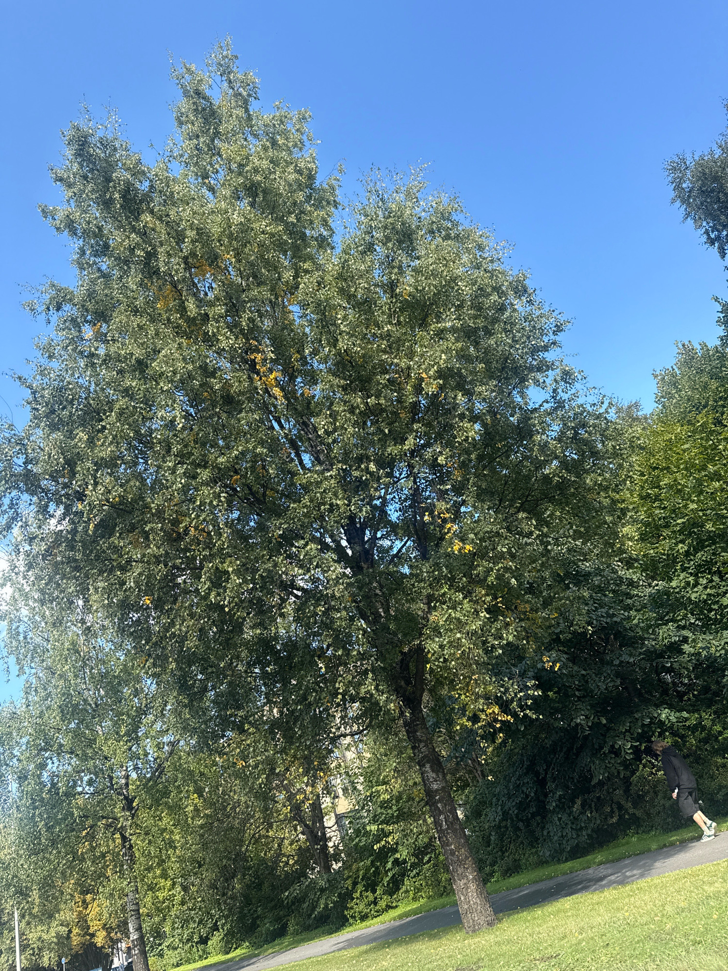 A person in a black hoodie and shorts is skateboarding on a paved path. The path is surrounded by green grass and trees with some yellowing leaves, indicating it may be early autumn. The sky is a clear, bright blue. In the background, a multi-story building is visible between the trees. The scene appears to be a park or public area in Tallinn, Estonia, given the architectural style of the building and the general environment.