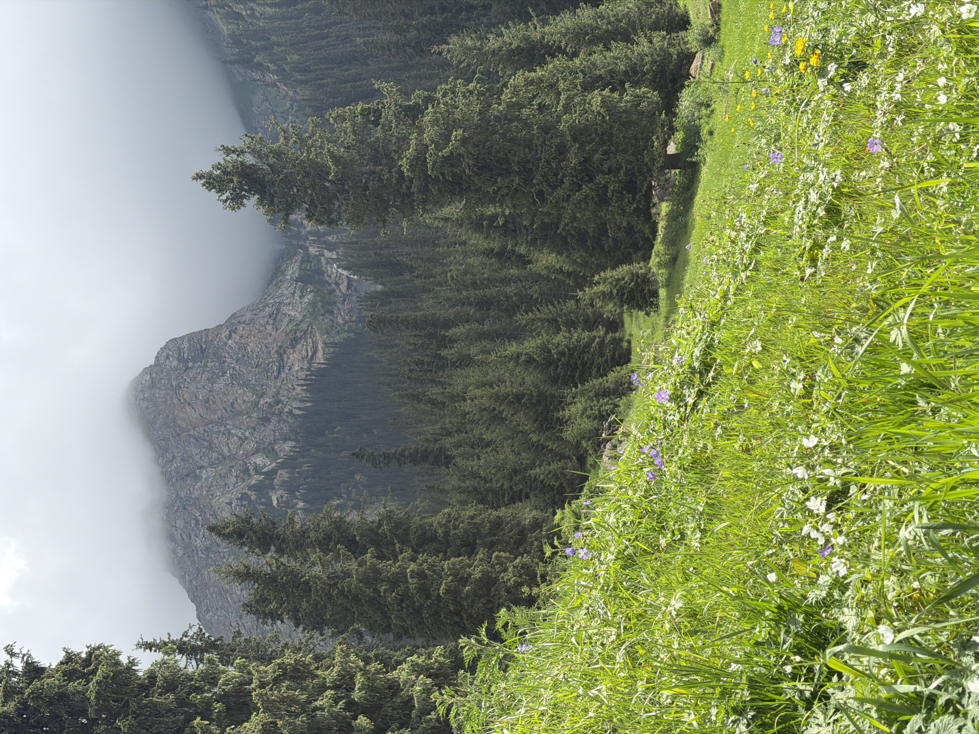 The image depicts a verdant mountain meadow in Kyrgyzstan, likely in a forested area with coniferous trees. The foreground is dominated by a lush, green meadow dotted with small wildflowers of purple and white hues. The grass is tall and appears thick. In the mid-ground, a dense forest of evergreen trees, likely fir or spruce, stretches across a hillside. The trees are tall and closely packed, creating a dark, textured wall of green. In the background, a rugged, rocky mountain peak rises, partially obscured by thick, white clouds that hang low, creating a dramatic and moody atmosphere. Hints of a waterfall or cascading water can be seen on the mountain face through a gap in the trees. The overall scene evokes a sense of natural beauty and wildness.