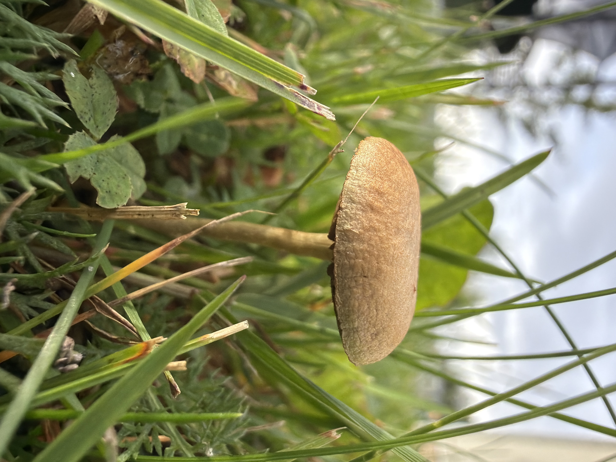 A close-up, low-angle shot captures a small, brown mushroom emerging from lush green grass. The mushroom's cap is rounded and slightly convex, with a textured surface. Its stem is slender and pale brown, disappearing into the dense foliage. Several blades of grass, some thin and sharp, others broader and softer, surround the mushroom, creating a natural, slightly wild setting. The background is blurred, with hints of green leaves, brown detritus, and a pale, overcast sky. The image appears to be taken outdoors in a natural environment, possibly a garden or park, with no indications of human presence or urban structures within the frame.