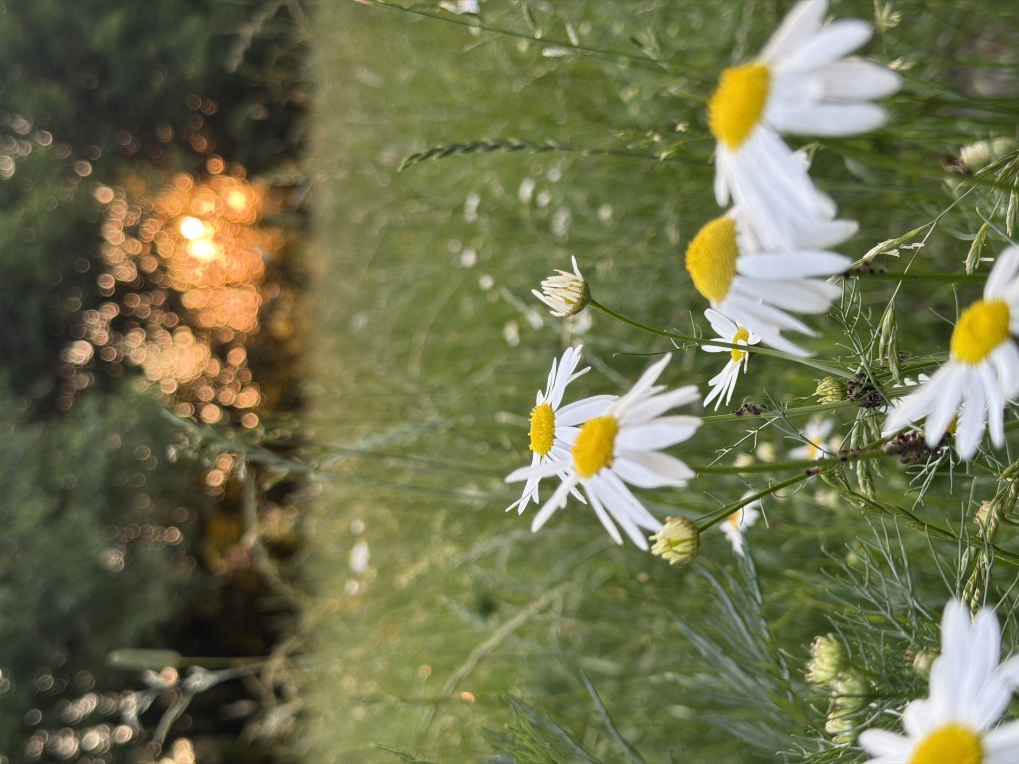 In an outdoor grassy field, a close-up of blooming daisies is captured. The flowers, with white petals and yellow centers, are in the foreground. Behind them, the background is blurred, showing lush green grass, and in the distance, the sun sets, casting a warm orange glow through the trees. The image is composed with a shallow depth of field, emphasizing the delicate details of the daisies while creating a dreamy, bokeh effect with the sunlight. The scene depicts a serene natural setting, possibly a meadow or park, at dusk. There are no people or specific urban features visible.