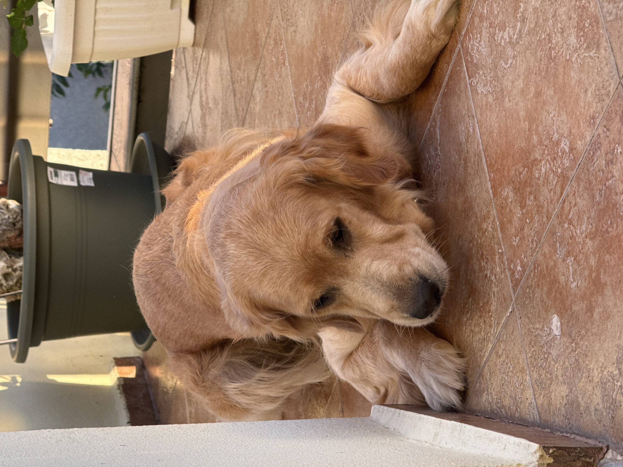 An adult Golden Retriever dog is lying on a tiled patio. The dog is positioned in the center of the frame, facing towards the right. Its head is resting on its front paws, and its eyes are partially closed. The dog's fur is golden brown and appears soft. The patio tiles are reddish-brown with visible grout lines. To the left of the dog, a portion of a white wall is visible. In the background, there are several potted plants, one large dark green pot and a lighter colored pot to its right, with some greenery showing. Sunlight is casting a warm glow on the scene, suggesting it is outdoors during the daytime. The scene appears to be an outdoor area of a residential property.