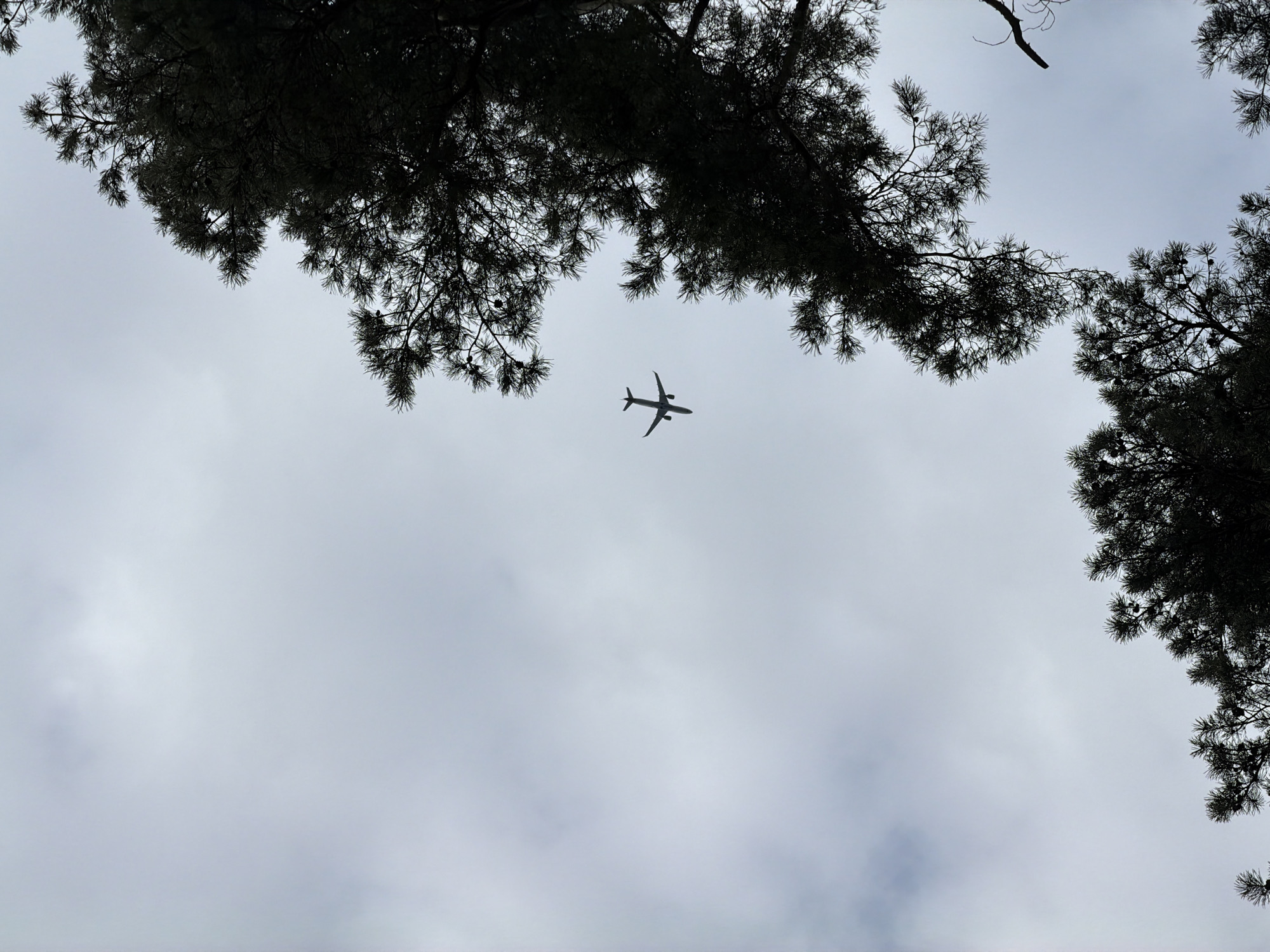 A photograph taken from a ground-level perspective in Priežlejas, Latvia, captures a twin-engine passenger aircraft in flight against an overcast sky. The aircraft, rendered as a dark silhouette, is positioned in the upper-left quadrant of the frame, oriented with its nose directed towards the top-left corner. Distinctive features such as the wings, fuselage, and tail stabilizer are discernible. The sky, occupying the majority of the image, is uniformly light grey with subtle variations in cloud density, indicating complete overcast conditions. Framing the scene, primarily along the right, bottom, and partially the left edges, are the silhouetted branches of coniferous trees. These branches display dense needle clusters and visible pine cones, obscuring the horizon. No other people, subjects, or actions are depicted.