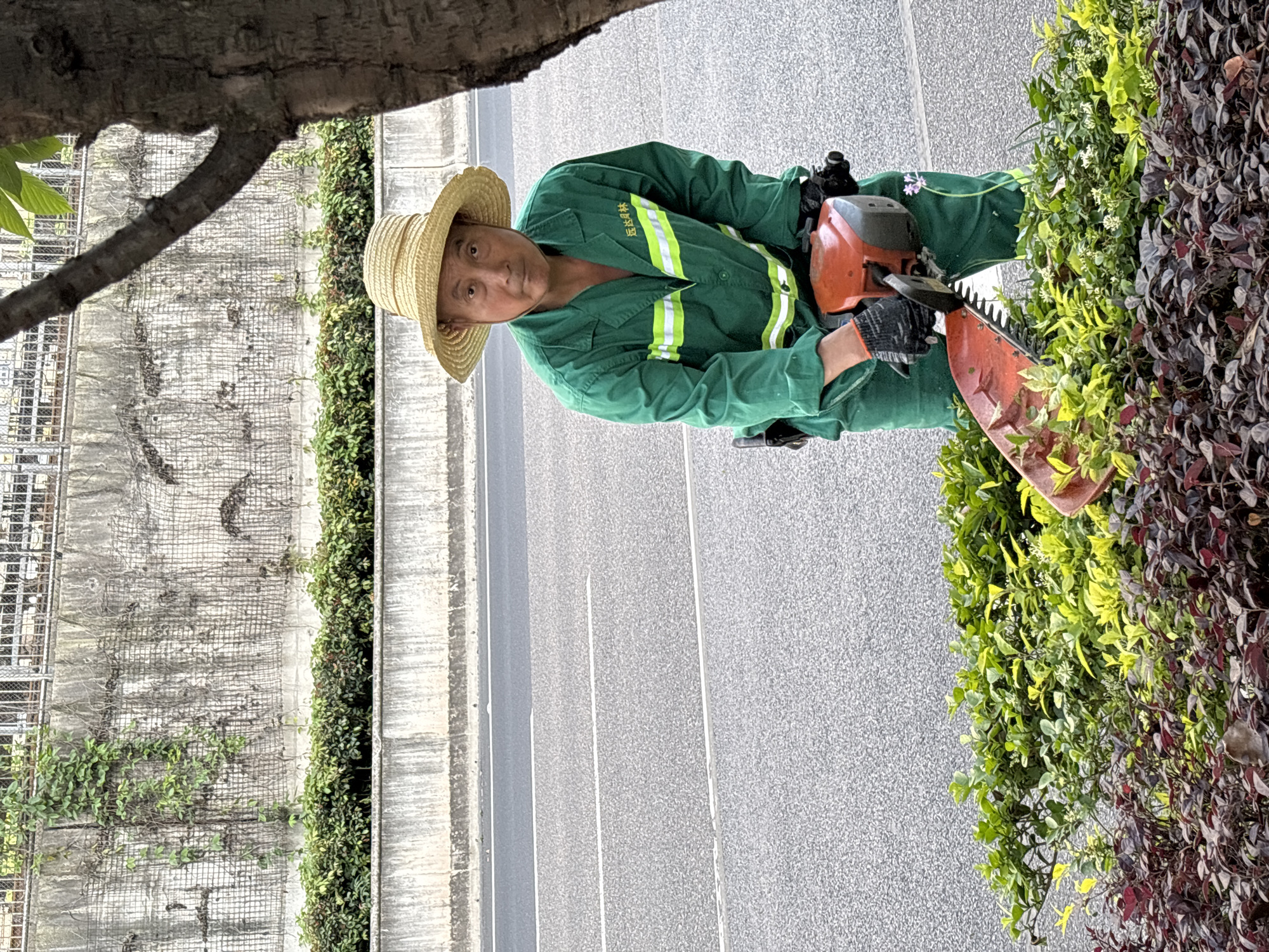 A groundskeeper is captured mid-task, trimming hedges along a roadside in Jiangjin, China. The individual, appearing to be a man, wears a straw hat, a green work uniform with reflective yellow-green stripes, and black work gloves. He holds an orange and black powered hedge trimmer with its long blade extended, actively shaping the vibrant hedges, which feature both green and reddish-purple foliage. He looks directly at the viewer with a neutral expression.
The setting is outdoors, likely a public or municipal area. An asphalt road with white lane markings runs horizontally in the middle ground. Behind the hedges and road, a tall concrete wall with a distinct grid pattern is visible, partially covered by green climbing plants. A large tree trunk and branches occupy the upper left foreground, suggesting an overhead canopy. The natural lighting indicates it is daytime with clear weather.
Prominently displayed on the green uniform are Chinese characters: "重庆园林" (Chóngqìng Yuánlín), which translates to "Chongqing Gardening" or "Chongqing Landscaping," identifying the organization the worker belongs to, consistent with Jiangjin being a district within the Chongqing municipality. The image documents a routine landscaping activity, highlighting the practical work involved in maintaining urban green spaces.