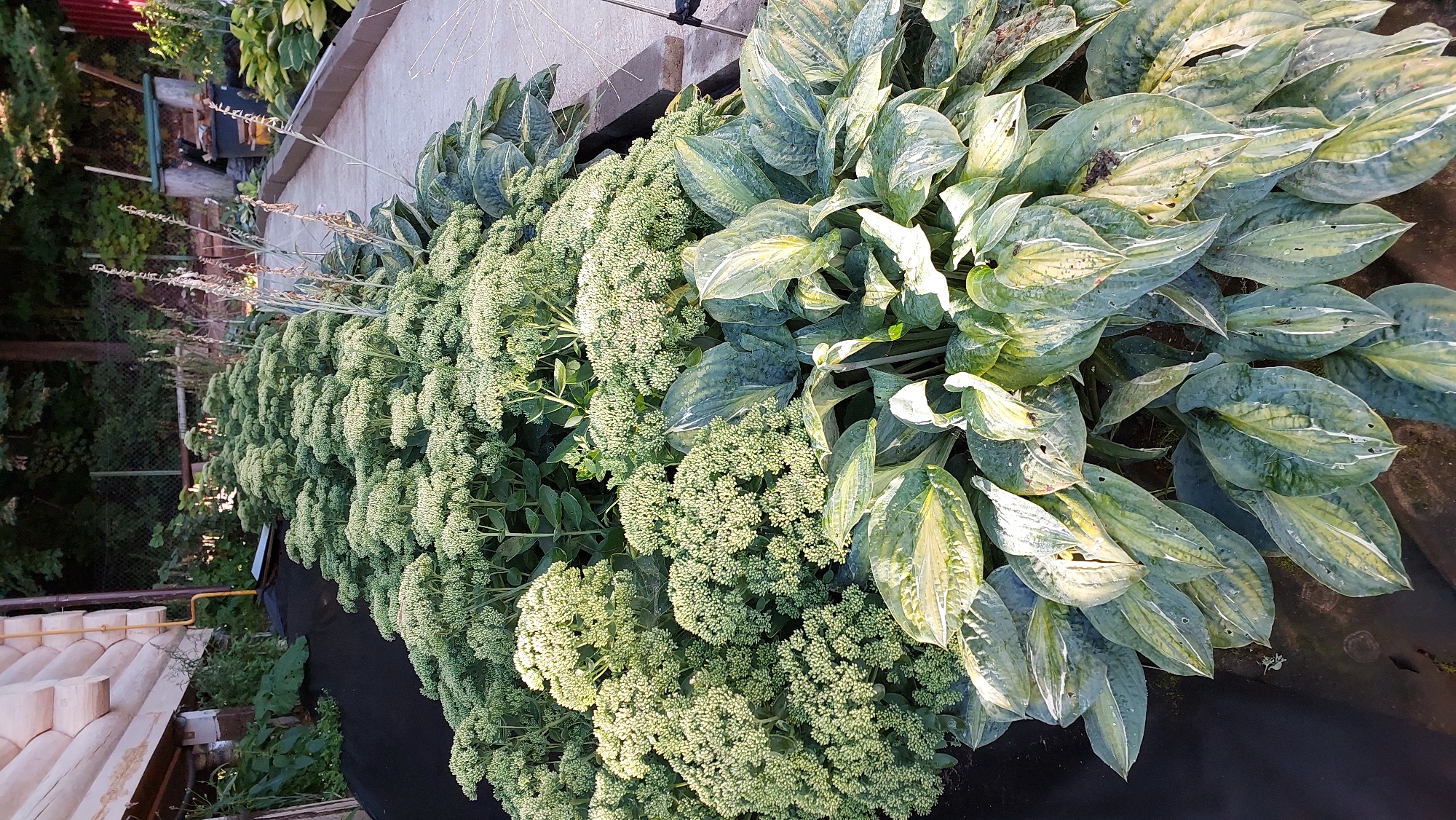 The image depicts a garden bed featuring a variety of plants, with a focus on hosta plants in the foreground and sedum plants in the background. The hosta leaves are large, variegated with shades of green and white, and appear somewhat weathered. The sedum plants are covered in clusters of small, light-colored flowers, creating a dense, textured mass.
The garden bed is edged with a dark material, possibly landscape fabric, which extends to the left of the frame. To the right, a concrete pathway runs alongside the garden. In the background, a wooden structure, possibly a shed or part of a house, is visible on the left. A chain-link fence and trees form the backdrop. The overall scene suggests an outdoor setting, likely a residential garden, with a naturalistic and somewhat unkempt aesthetic.
The image is identified as being located in Novocheboksarsk, Russia. Specifically, this appears to be a garden located at the address: Novocheboksarsk, Sovetskaya Street, 20A, building 3.