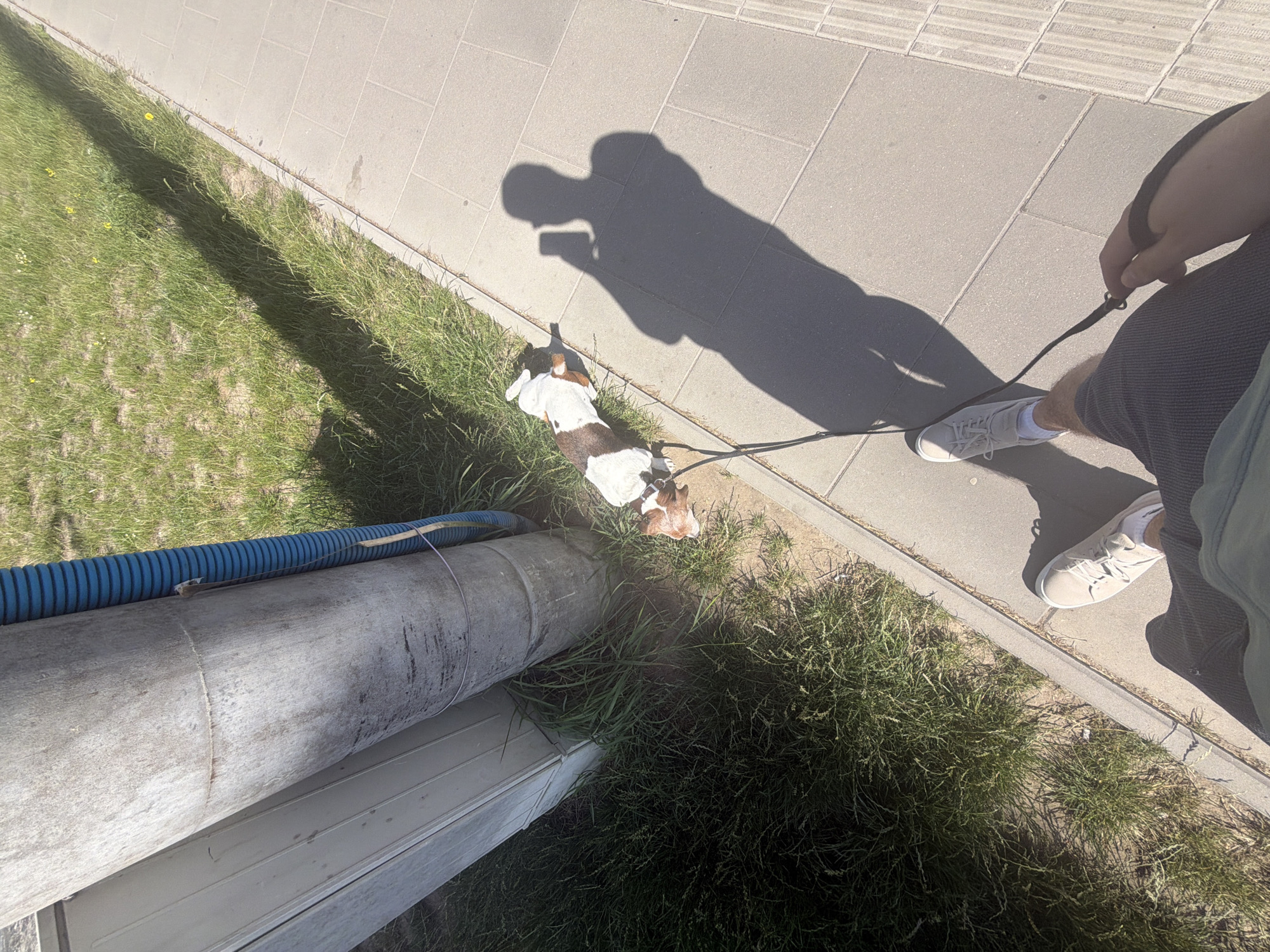 In an outdoor scene in the city of Unknown, Unknown, on a sunny day, a person's legs and feet wearing light-colored sneakers and dark shorts are visible, holding a leash. The leash is attached to a small dog, predominantly white with brown patches, which is lying down on a patch of grass next to a paved walkway. The dog is positioned near a large, grey, cylindrical pipe and a blue corrugated pipe. The shadow of the person holding the camera is cast prominently on the walkway. The environment consists of a paved area, a grassy verge with scattered yellow flowers, and a large pipe structure. The perspective is from the point of view of the person holding the camera.