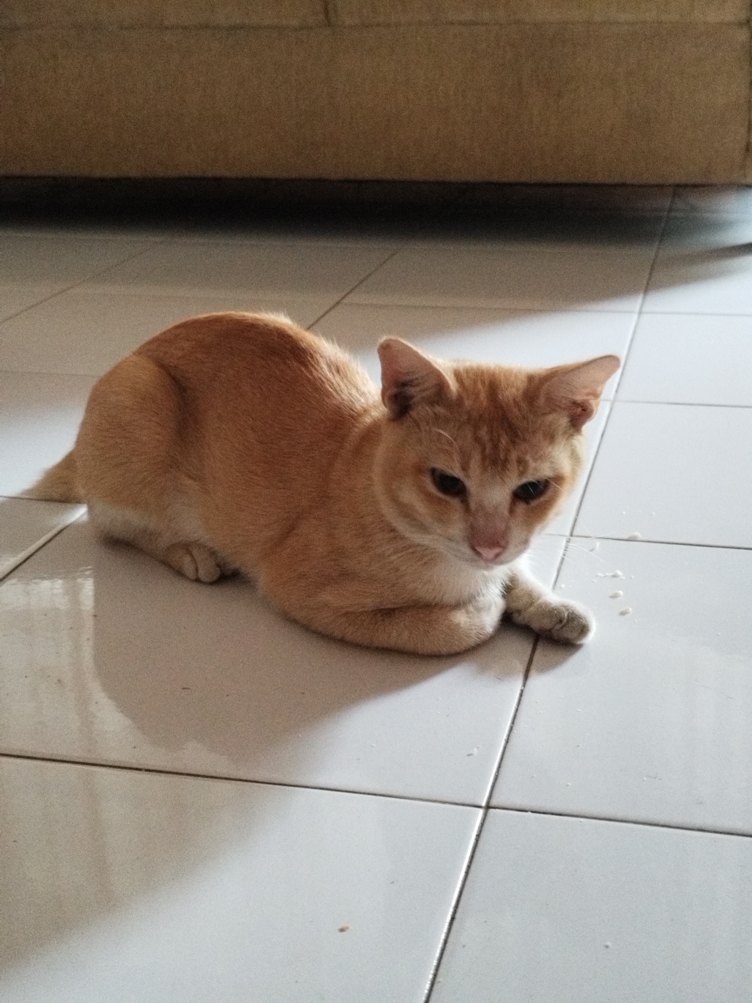 An orange tabby cat is lying on a tiled floor. The cat is in the foreground, facing slightly to the right. Its body is curled, with its front paws tucked underneath. A light-colored sofa is visible in the background. The floor is made of white square tiles, and there are some small white drops on the floor near the cat's front paw. The lighting suggests an indoor setting, possibly a home in Miruektaman, Indonesia, with natural light coming from the side.