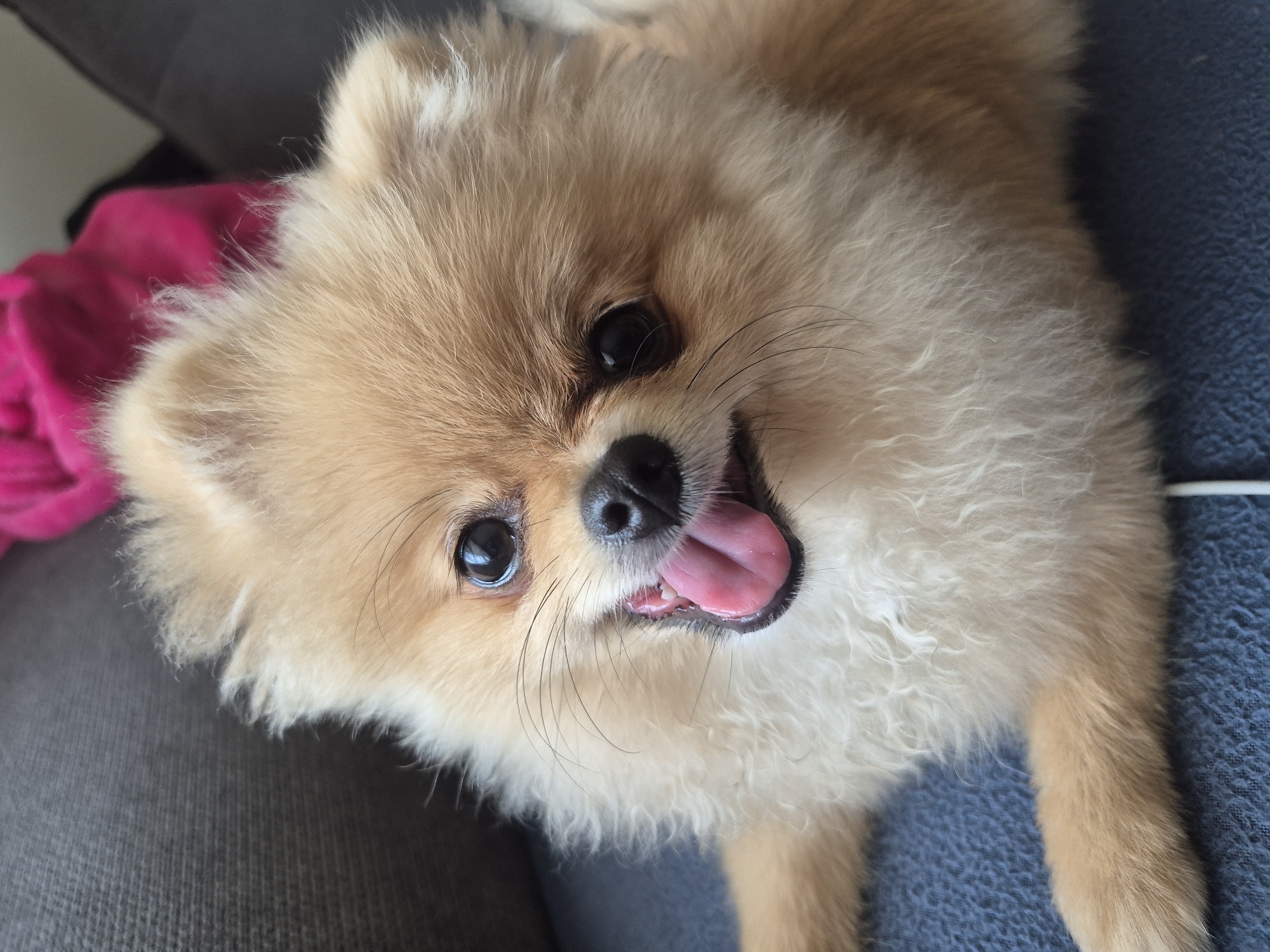 A close-up, head-on shot shows a small, fluffy, light-brown Pomeranian dog with its mouth open and tongue out, panting. The dog's eyes are dark and wide, and its ears are perked up. The dog is lying down on a dark gray couch, with a bright pink fuzzy blanket visible in the background. The overall lighting is bright, highlighting the dog's fur.