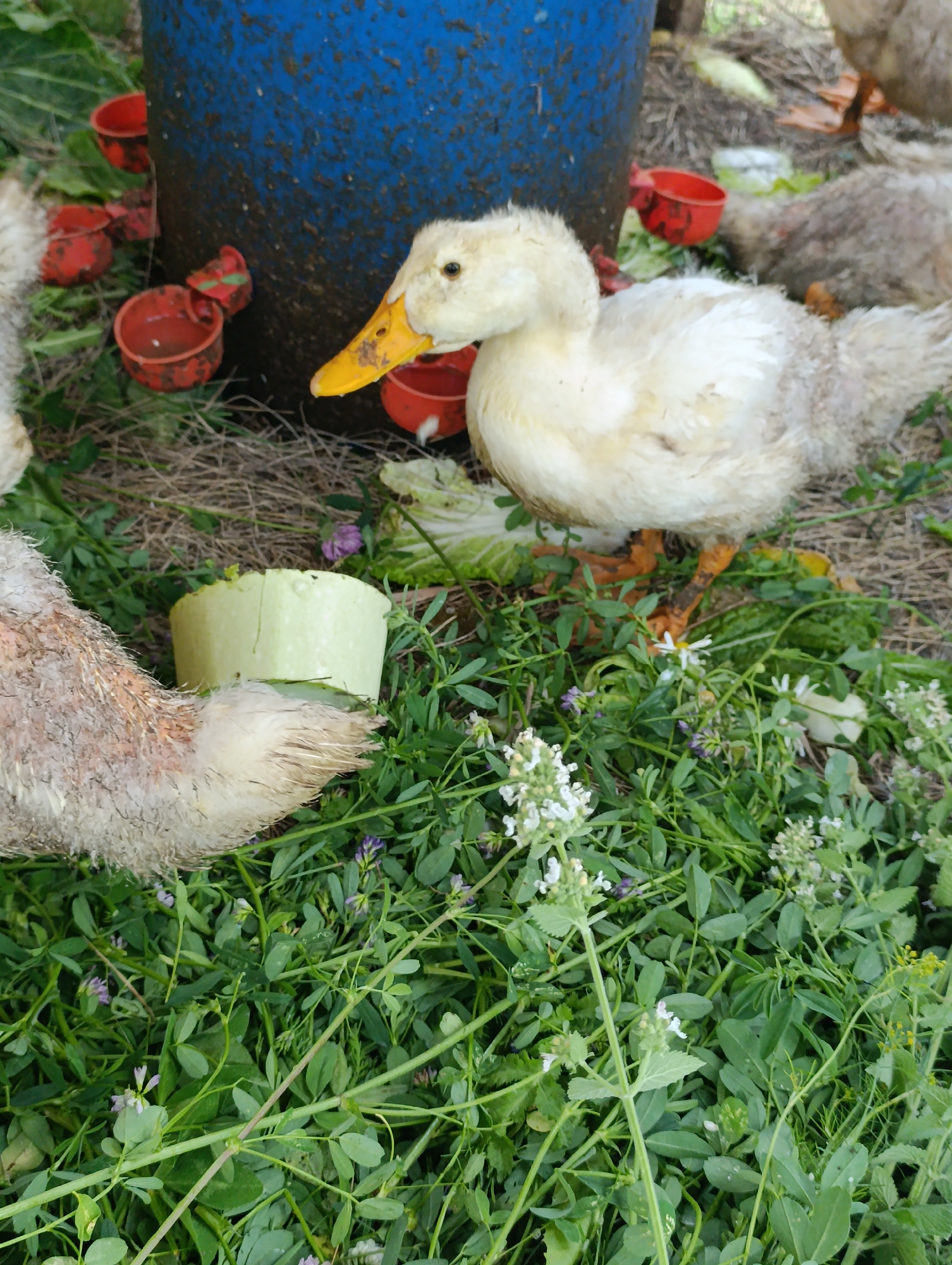 A group of young ducks are gathered around a large blue barrel in an outdoor enclosure in Dimitrovskii, Russia. In the foreground, a partially eaten cucumber sits amidst lush green foliage and small purple flowers. To the left, the feathered body of one duck is visible, partially obscured by vegetation. A white and yellow duck, facing right with its beak near a small red bowl, stands in the center of the frame. In the background, a few more ducks are partially visible, along with more red feeding bowls attached to the blue barrel. The ground is covered with dry straw and grass.