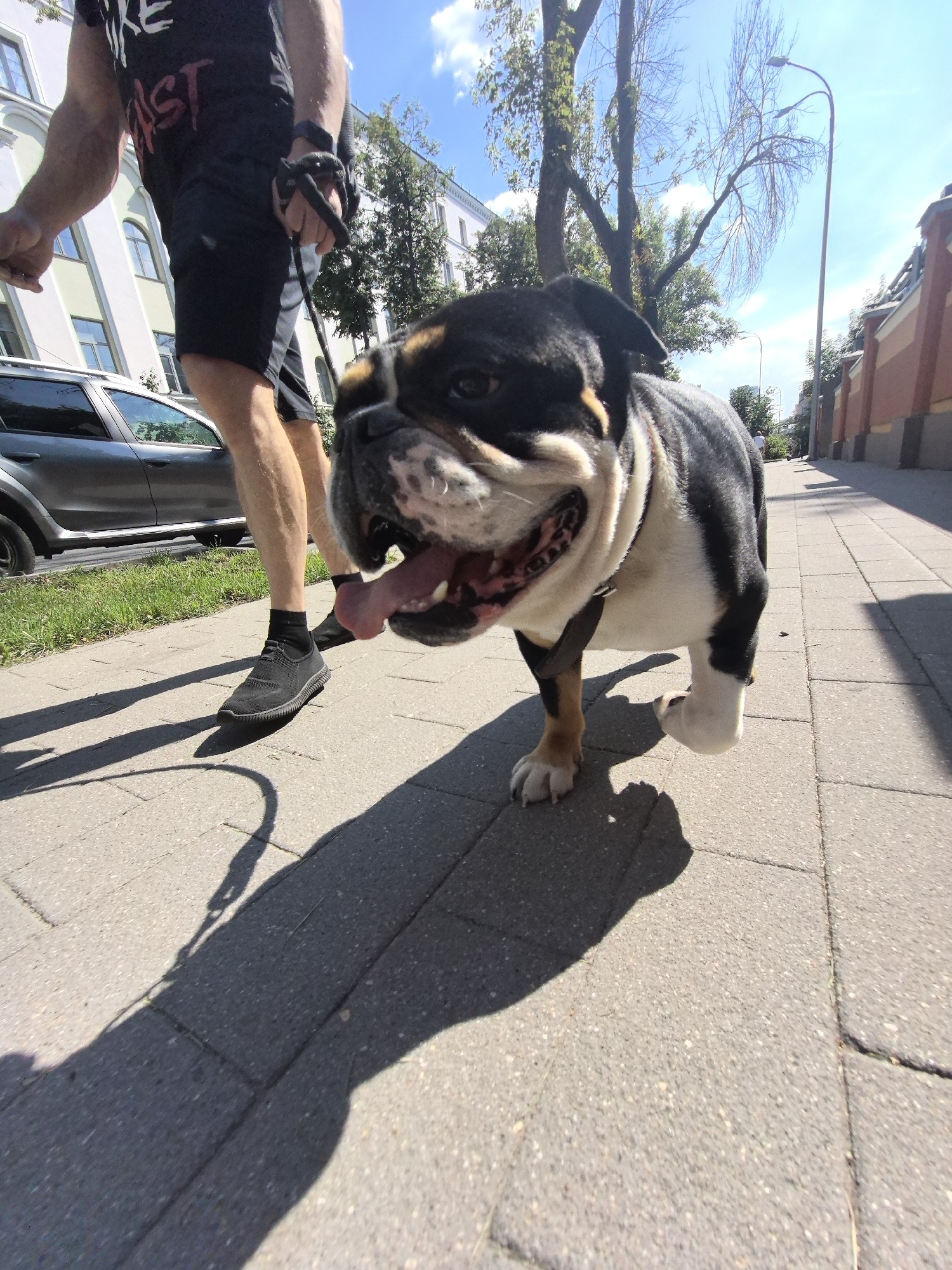 A low-angle, wide-shot perspective captures a black, white, and brown bulldog walking on a paved sidewalk in a sunlit urban environment. The dog's tongue is out, and it appears to be panting. A person's legs are visible on the left side of the frame, with the individual holding a leash attached to the dog. The person is wearing black shorts and a black t-shirt with white and red lettering. A silver car is parked on the street next to the sidewalk. Buildings with windows line the street on the left, and a brick wall is visible on the right. Trees with sparse foliage are present in the background, suggesting a warm season. The scene is set on a bright, clear day with distinct shadows cast by the subjects and objects. The location is identified as Nizhny Novgorod, Russia.