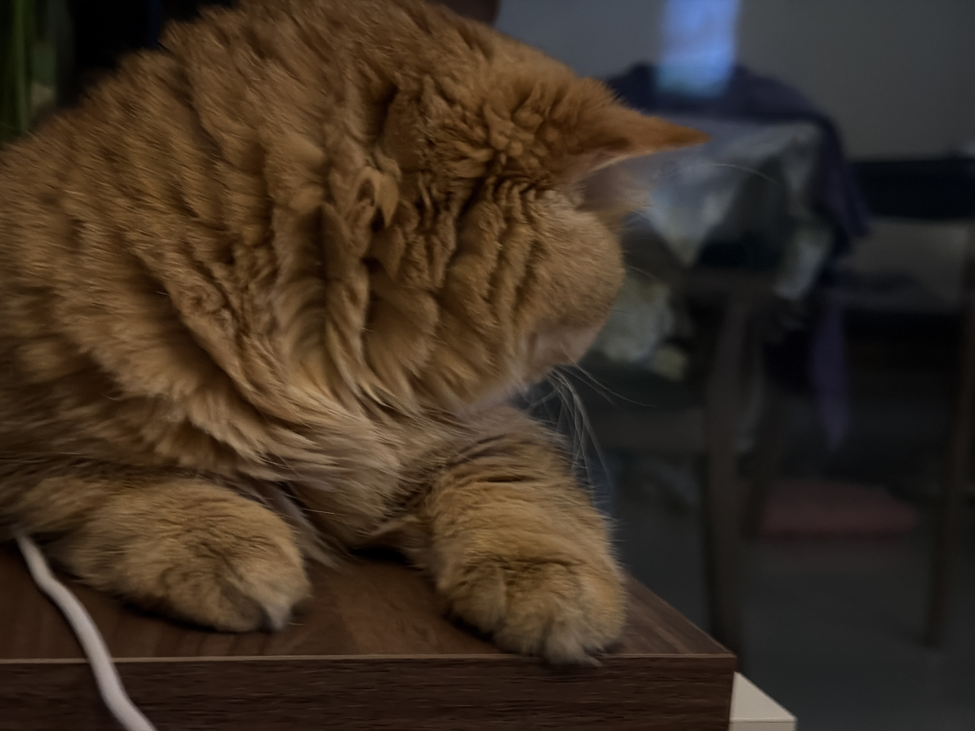 An orange tabby cat is captured in a close-up, side-profile shot, resting on a wooden surface. The cat's fur is long and fluffy, with distinct darker stripes that are characteristic of its breed. Its head is turned away from the camera, with only its ear and the back of its head visible. The cat's paws are resting on the wooden surface, one appearing slightly curled. A white cable or string runs along the edge of the surface, near the cat's paws.
The background is blurred and out of focus, suggesting an indoor setting. Hints of furniture and fabric in muted colors, possibly a chair with a blanket, are discernible. The lighting appears to be dim, indicating it might be evening or the room is not brightly lit. No people are visible in the image. The scene is static, with the cat appearing to be in a state of rest or contemplation. There is no visible text in the image. The location context of Đà Nẵng, Vietnam, does not provide any specific visual cues in this particular image.